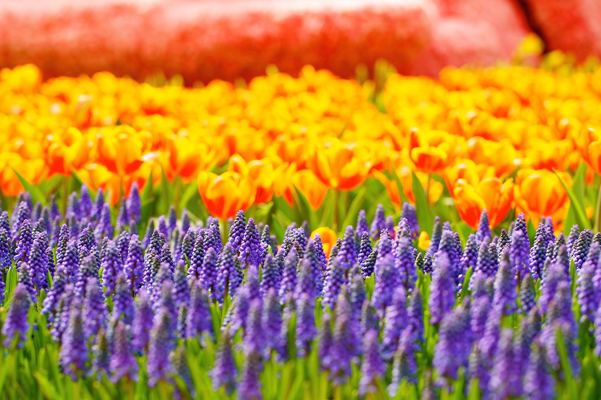 blumen muscari tulpen blendung