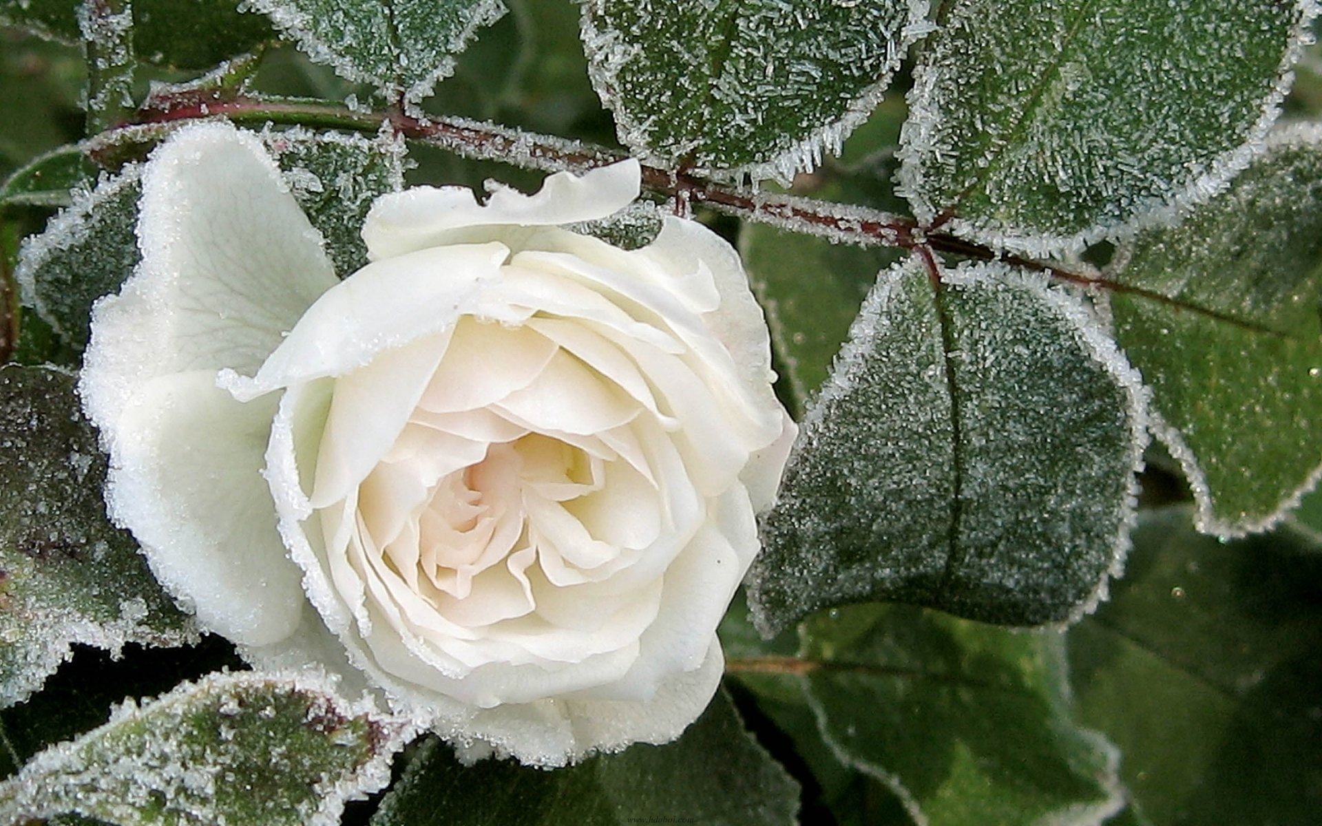 white rose winter frost leaves petals close up