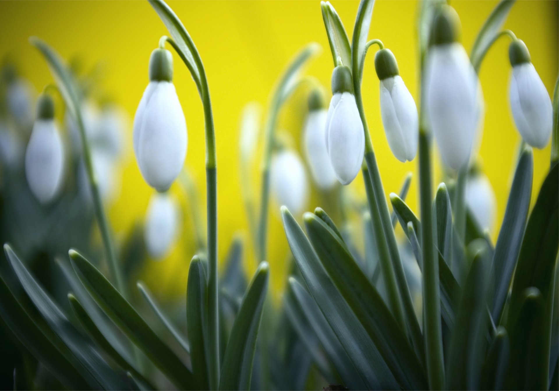 campanillas de nieve primavera hierba amarillo fondo macro desenfoque