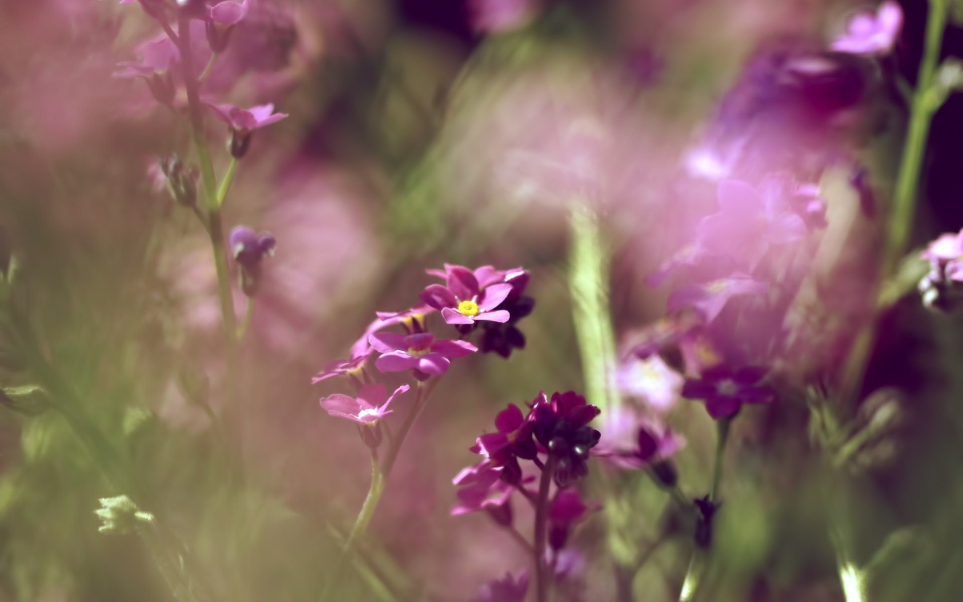 niezapominajki światło bokeh makro