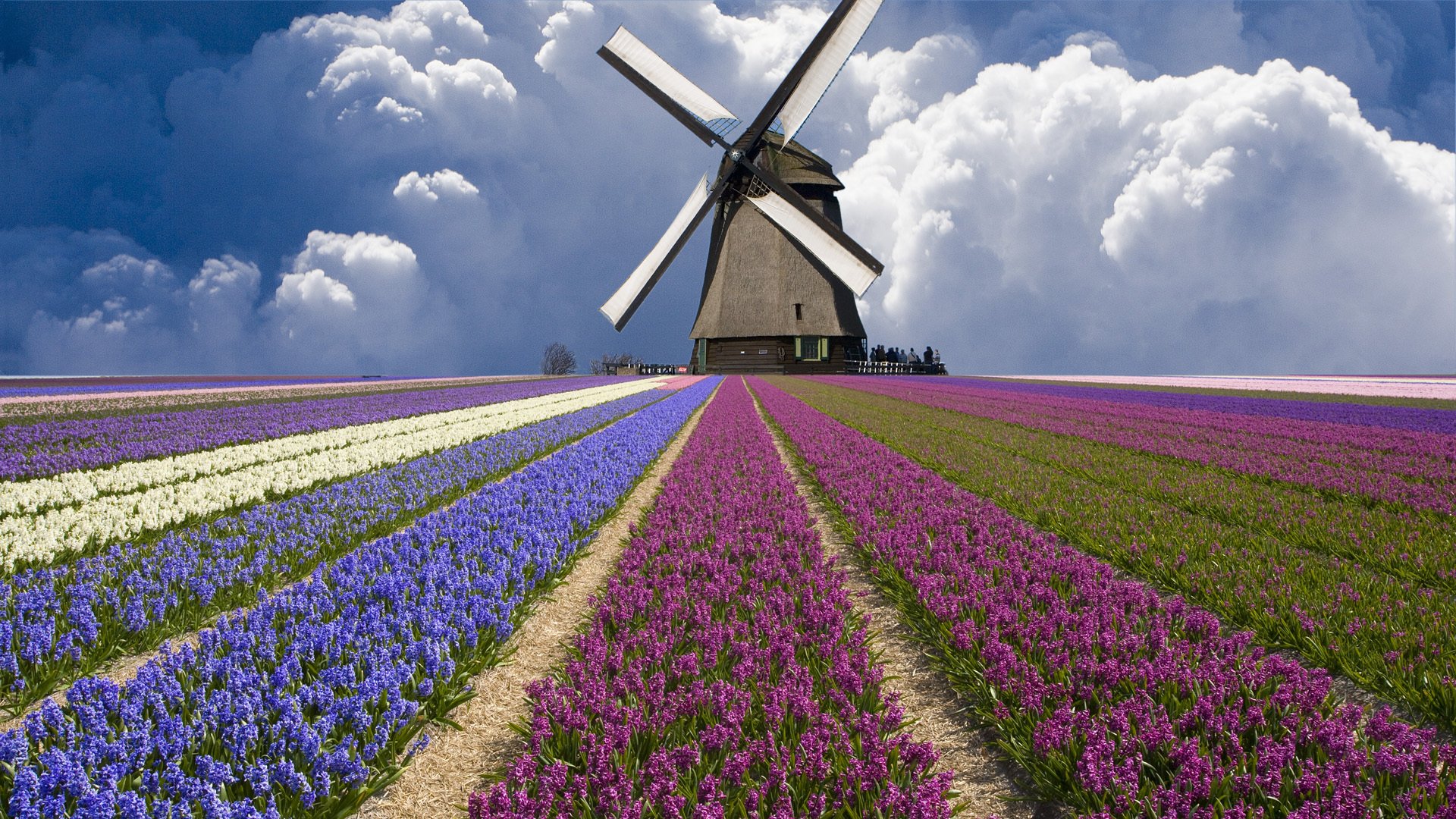 mühle tulpen wolken feld niederlande