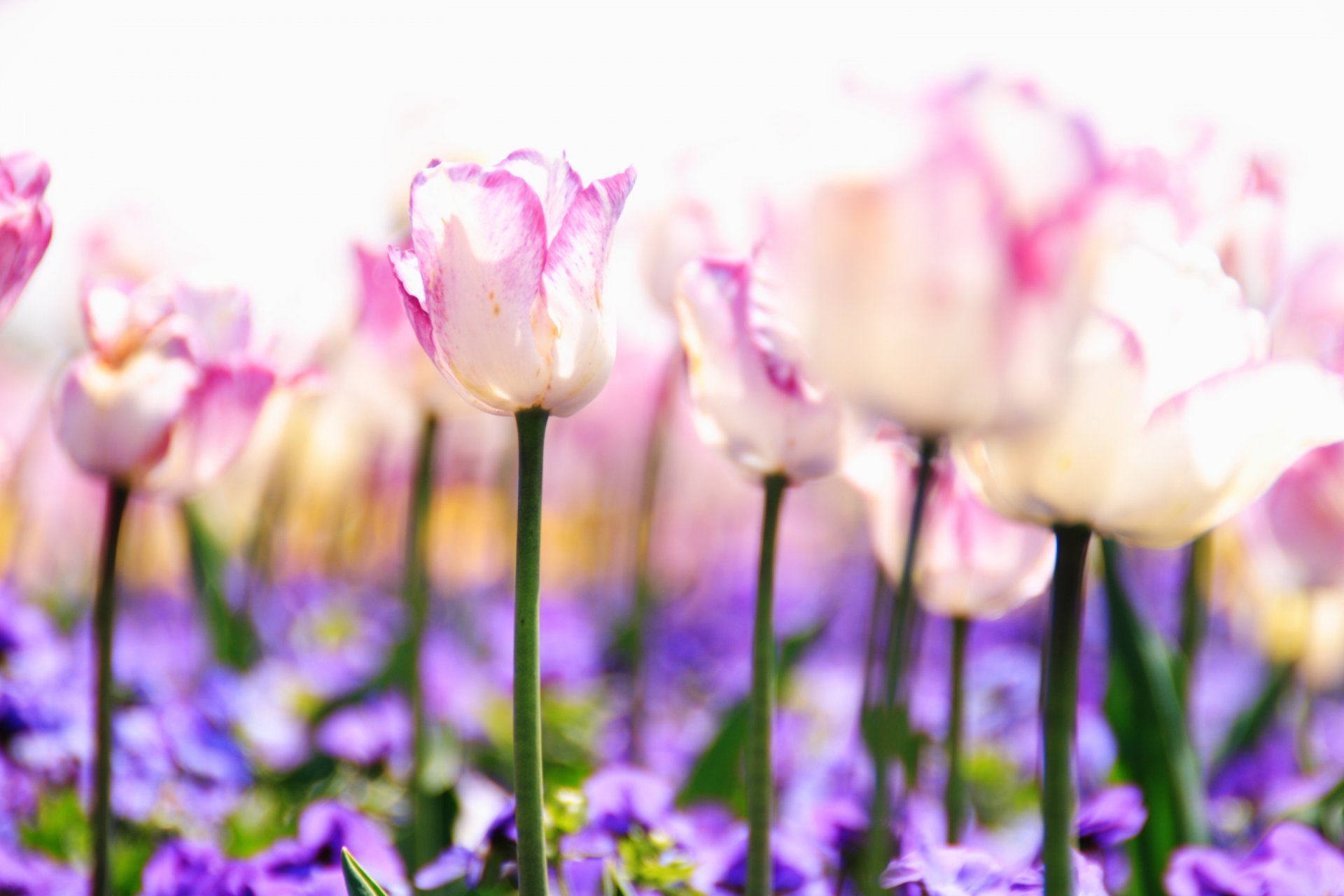 tulipani fiori steli boccioli rosa bianco lilla viola piante natura radura luce primavera sfocatura tenerezza