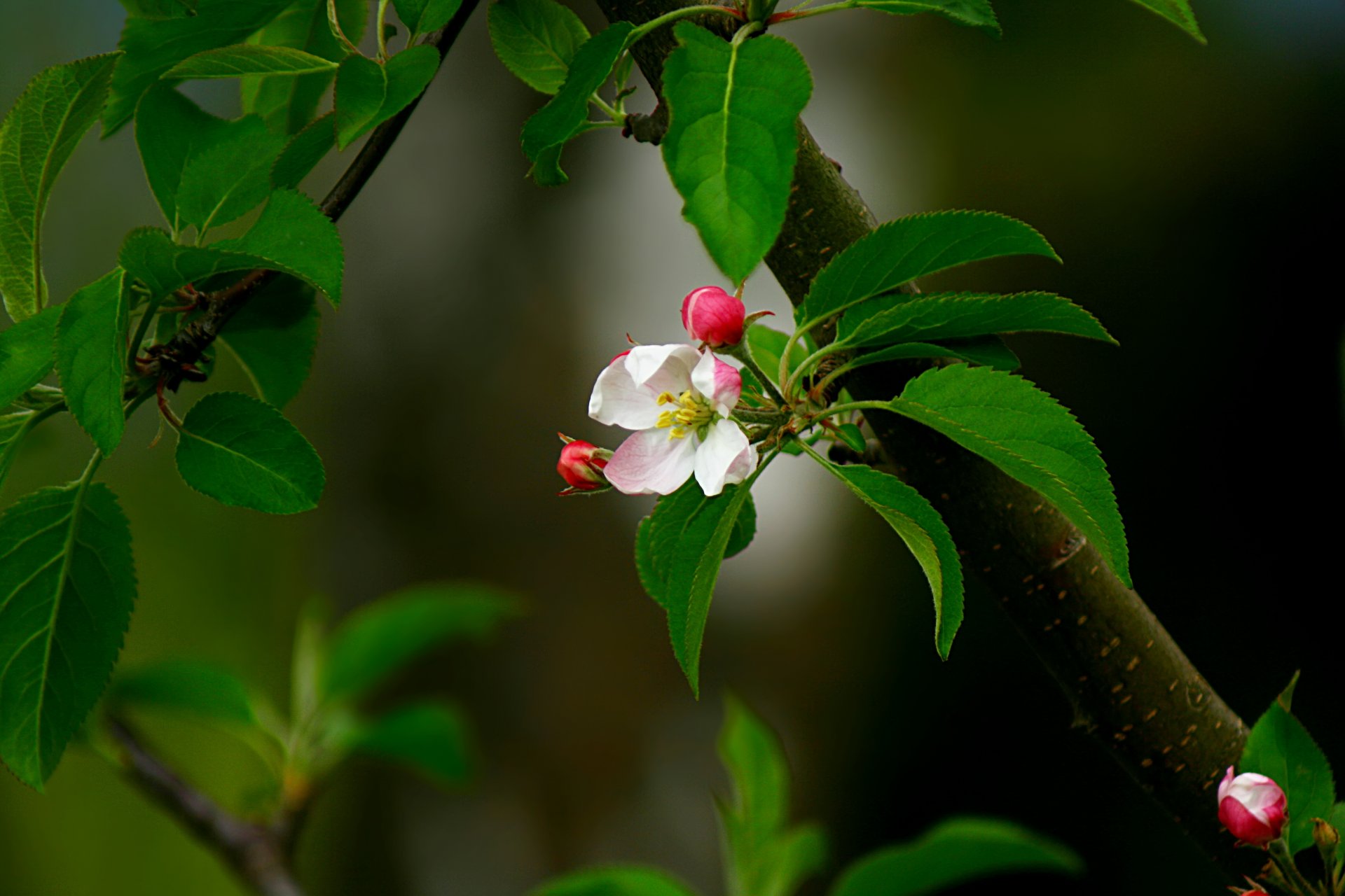 rama brote flor rosa hojas primavera manzano