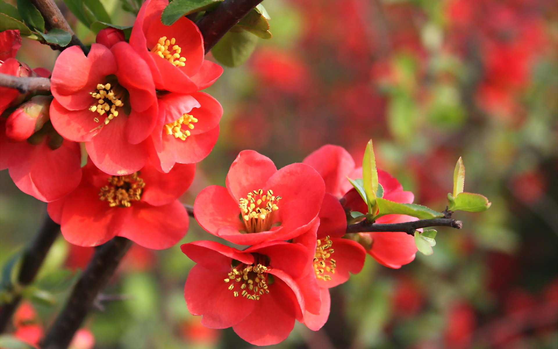 nature branche grenade fleurs rouge feuilles printemps floraison