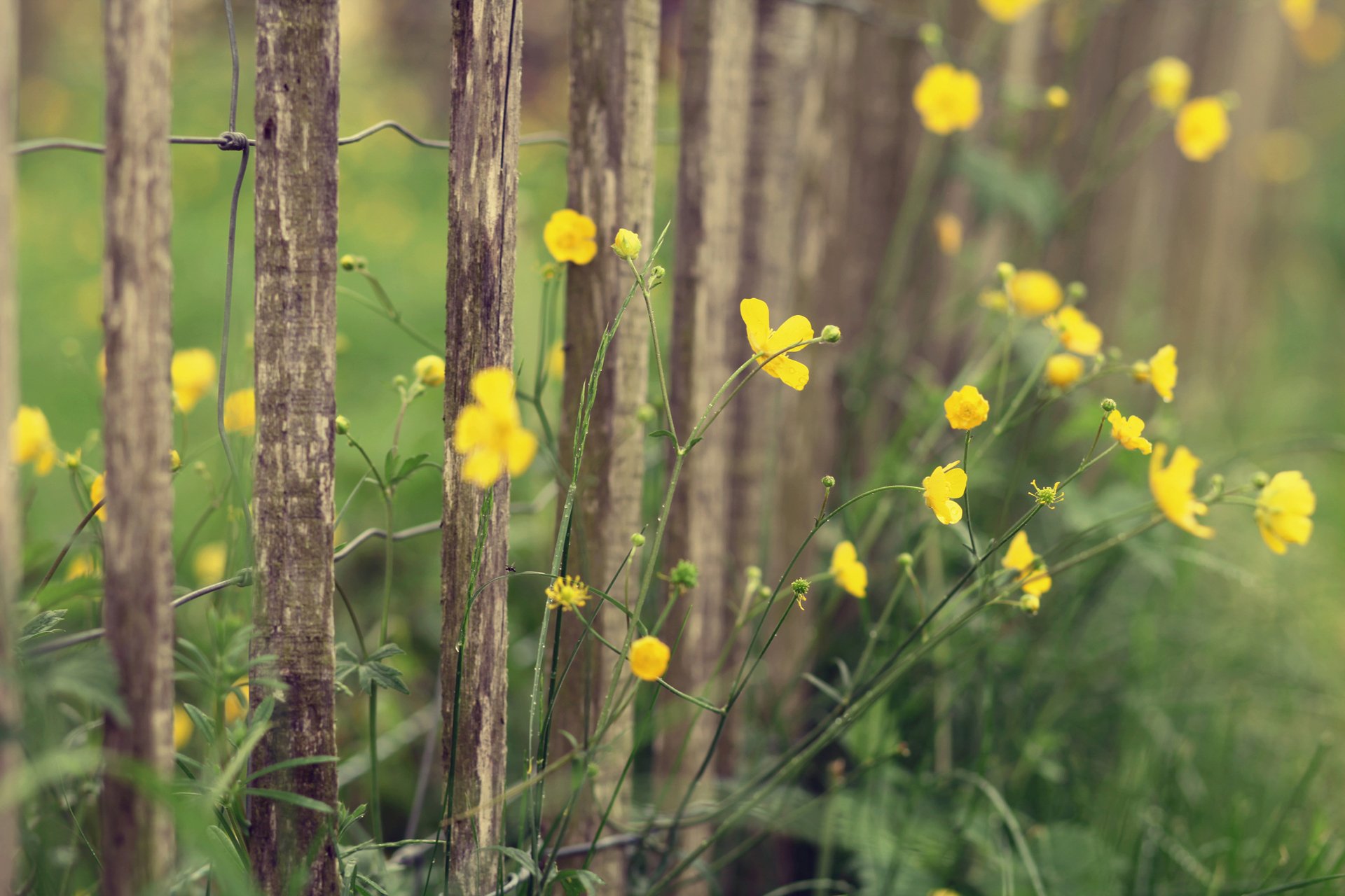 flowers yellow plants fence fence nature macro