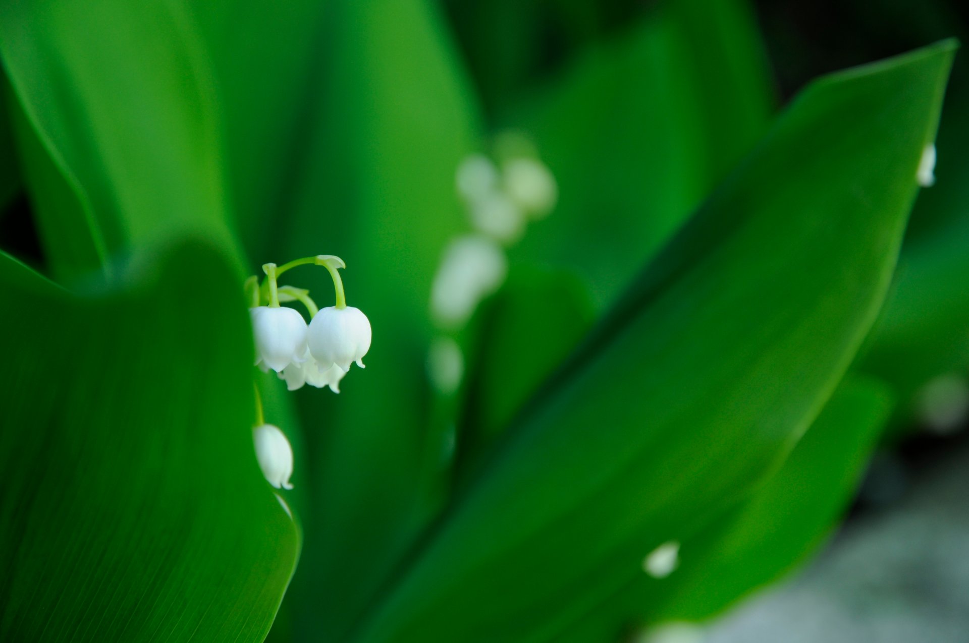 mughetto fiore bianco verde foglie primavera macro