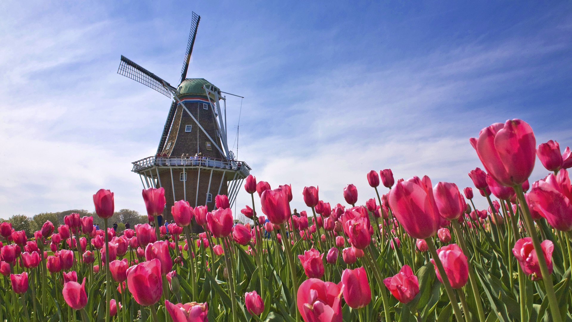 niederlande holland feld tulpen mühle