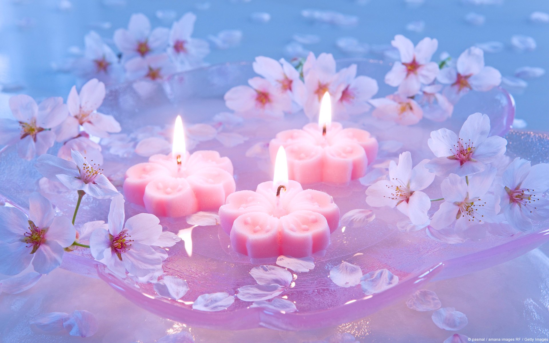 candles flower japanese cherry