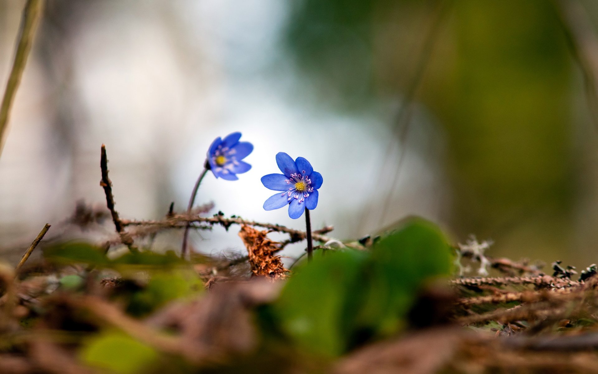 violette foresta primavera