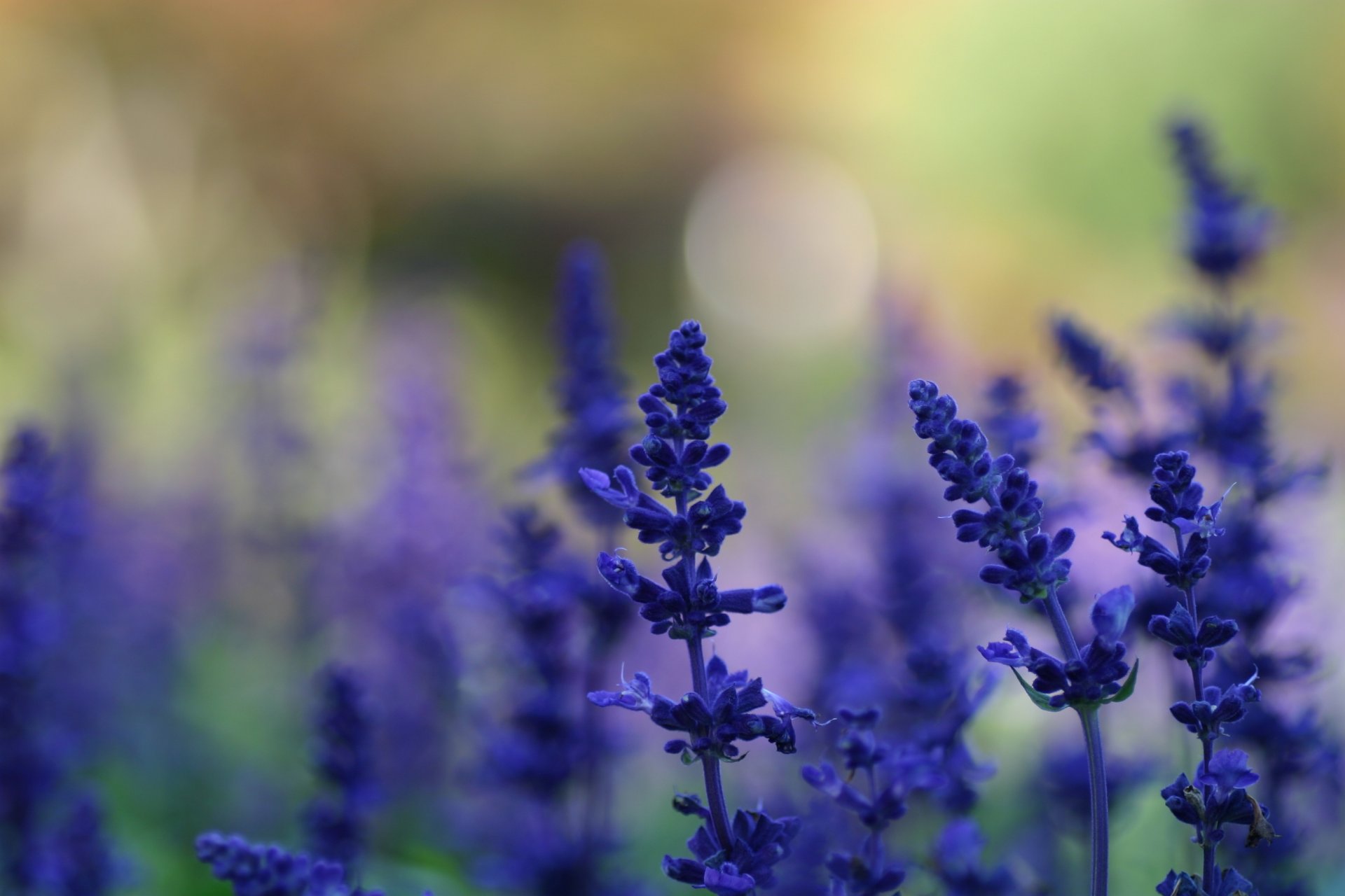 fleurs bleu lavande plantes clairière été fond flou lumière éblouissement nature macro