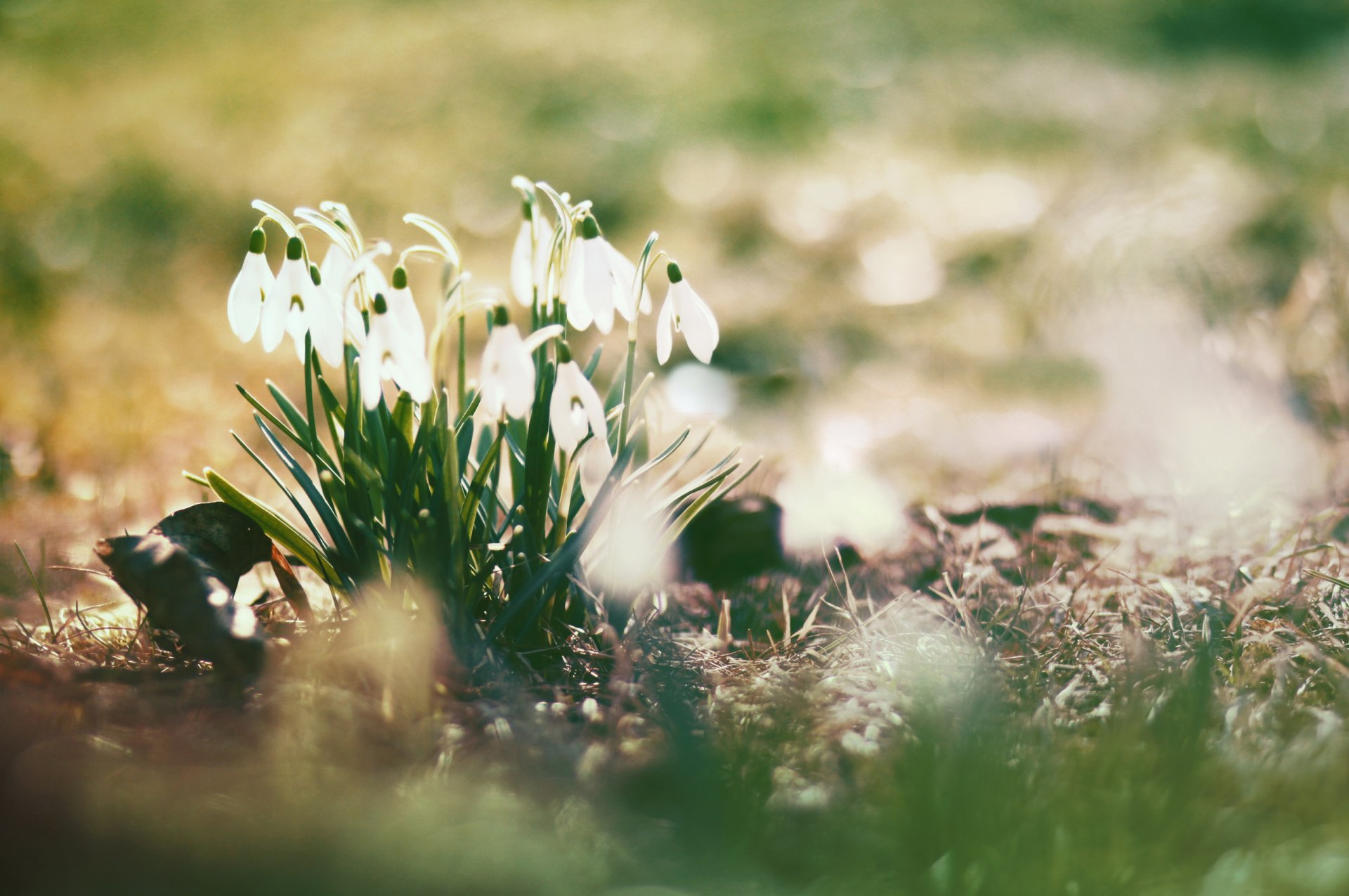 fleurs printemps perce-neige soleil éblouissement