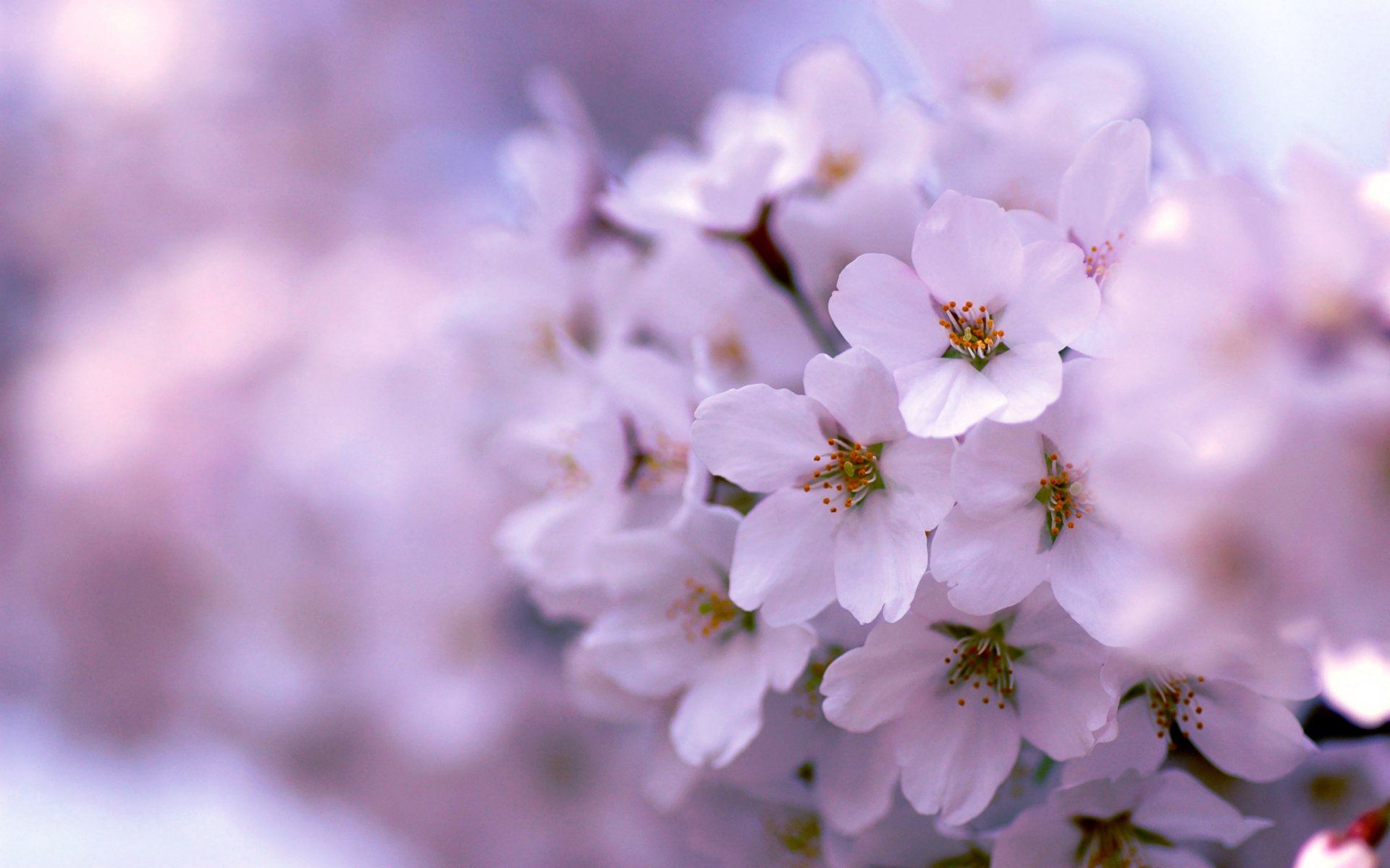 lilla albero fioritura primavera