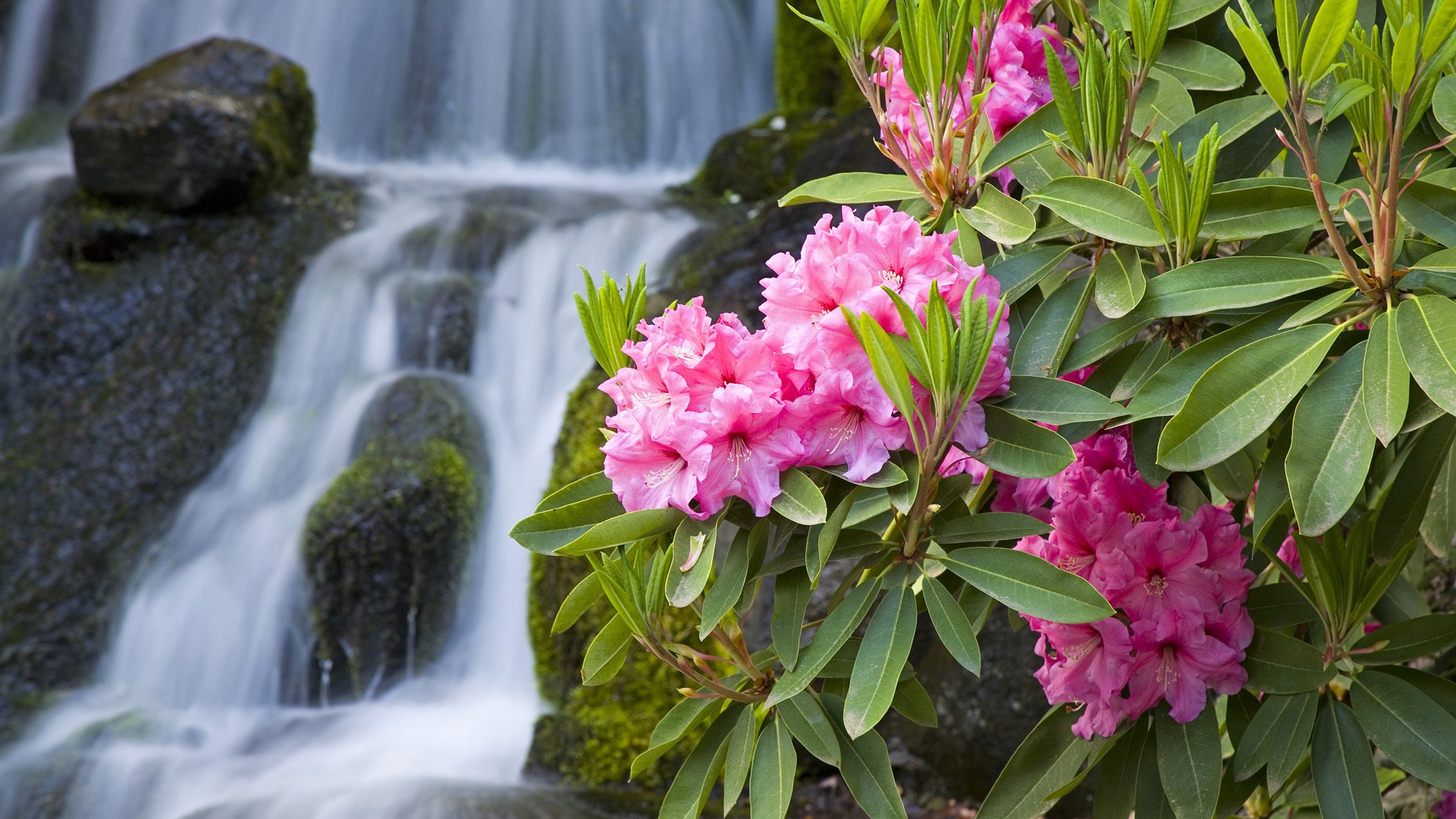 oleander nature close up flower pink branch waterfall stone