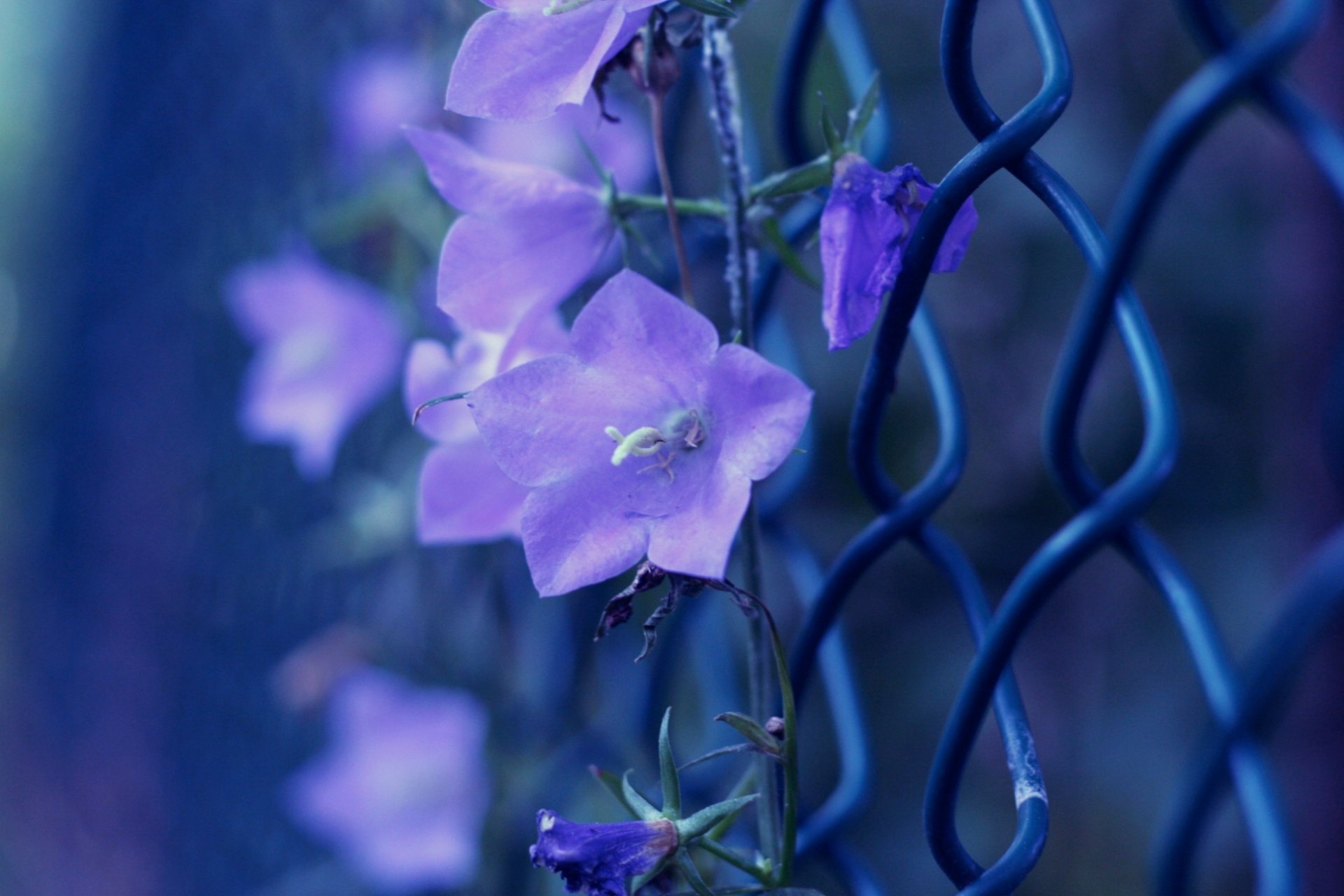 close up photo fencing net flower bells purple flower