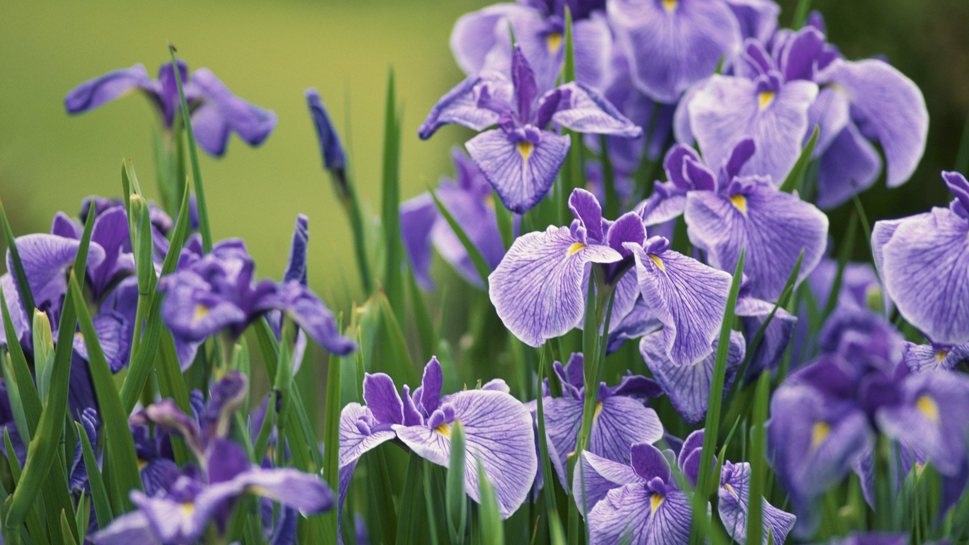 iris boccioli petali lilla