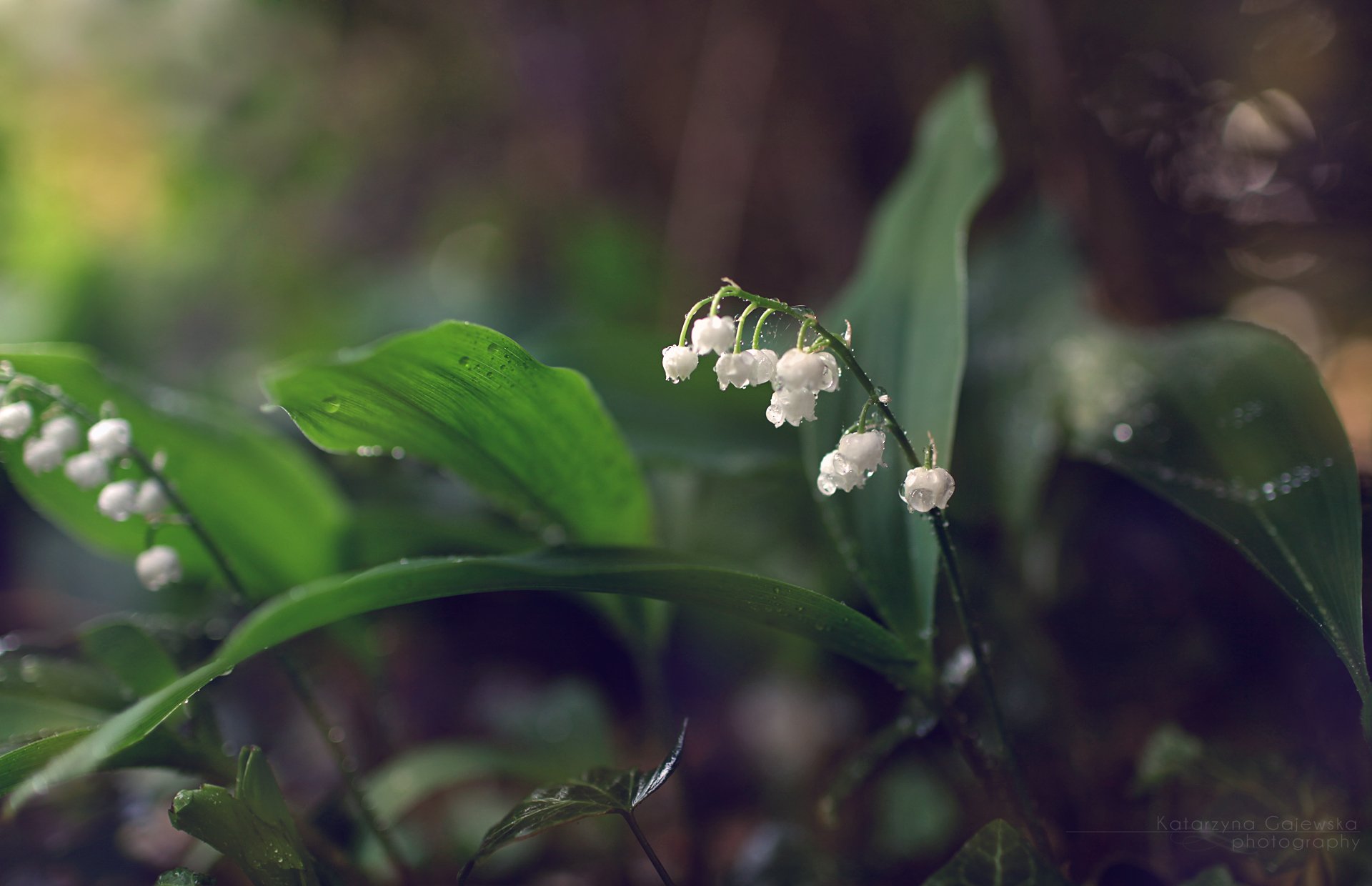 flores lirios del valle