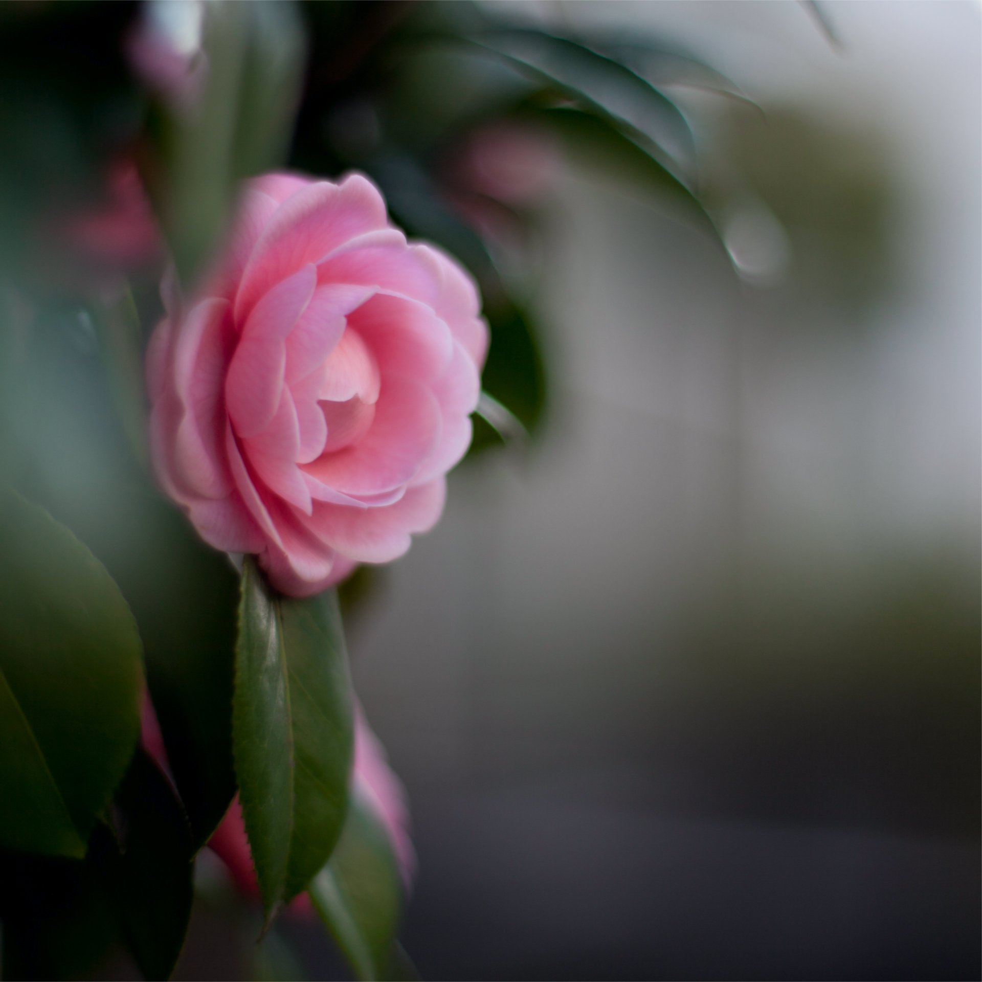 camellia pink flower petals leaves close up blur