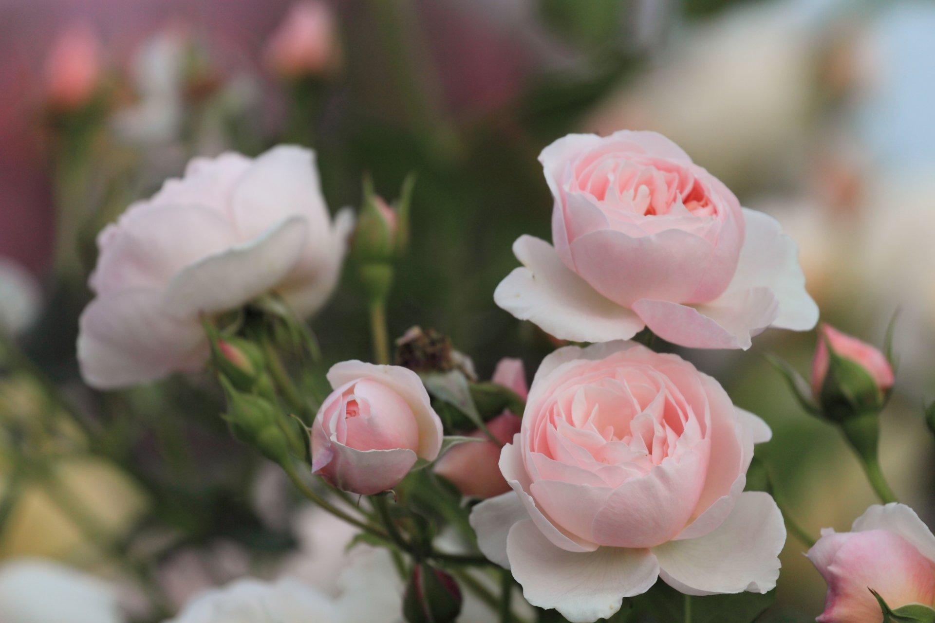 rosen rosa blumen knospen blütenblätter busch blätter grüns natur unschärfe