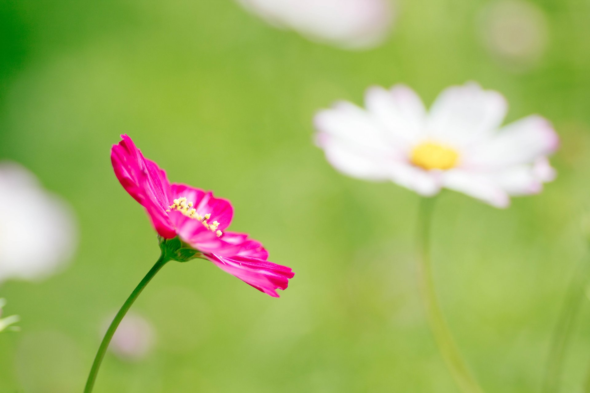 flower pink kosmeya petals field green blur close up spring