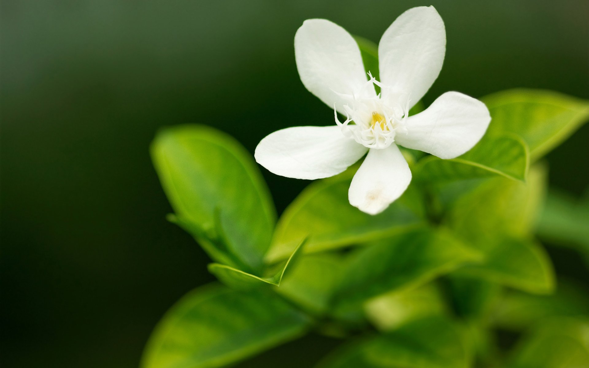 flowers greenery green white macro petal petals focus nature flower flowers flower desktop wallpaper desktop wallpaper best desktop wallpapers desktop screensavers widescreen wallpaper widescreen wallpaper