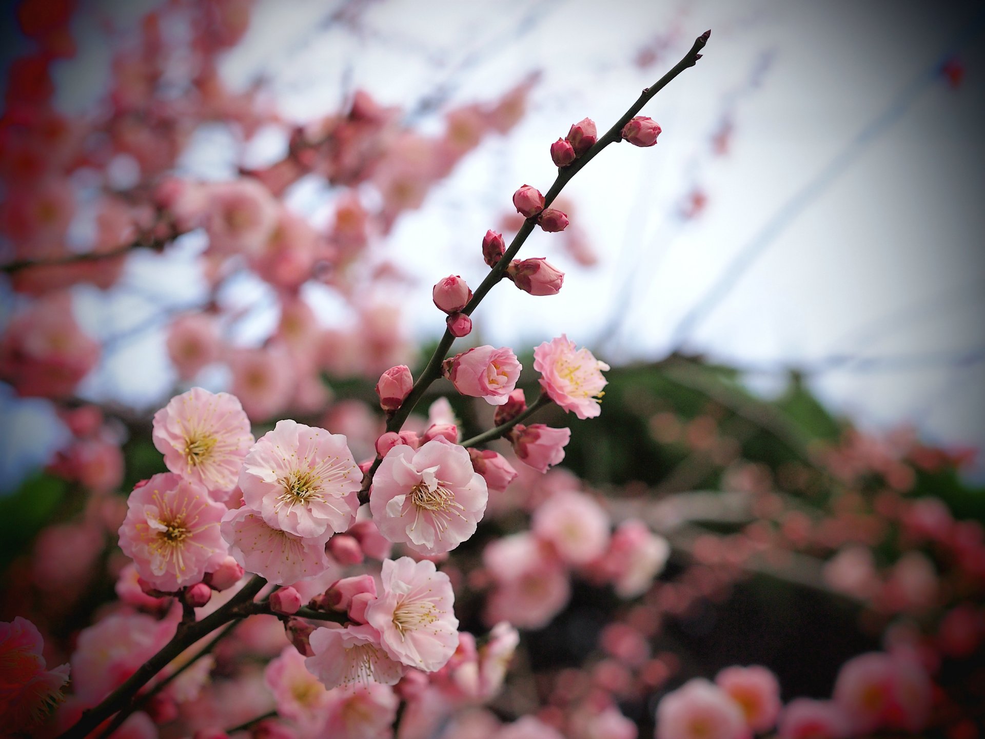 arbre abricot branche rose fleurs pétales bourgeons macro flou