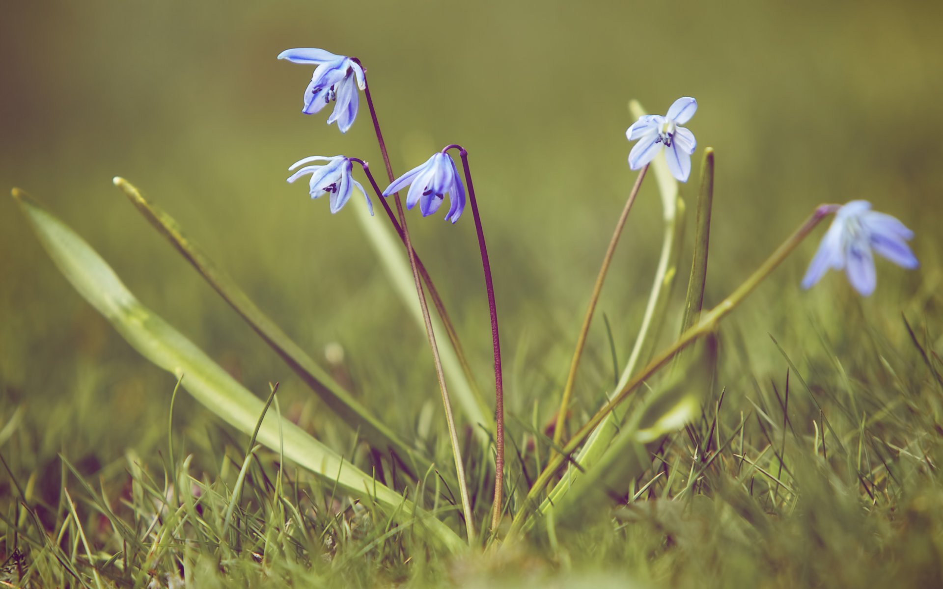 schneeschmelze schneeglöckchen primel gras natur frühling makro