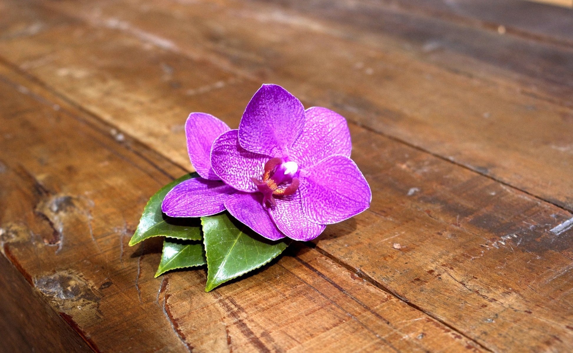 blume orchidee rosa tafel