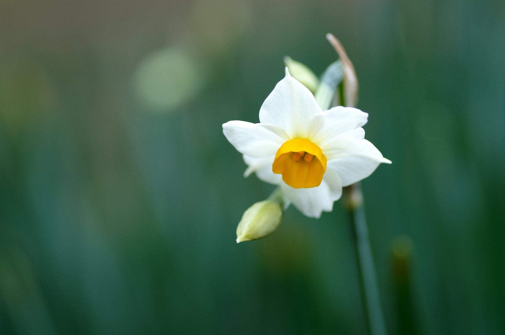 narciso flor blanco pétalos tallo verde hojas plantas macro primavera naturaleza