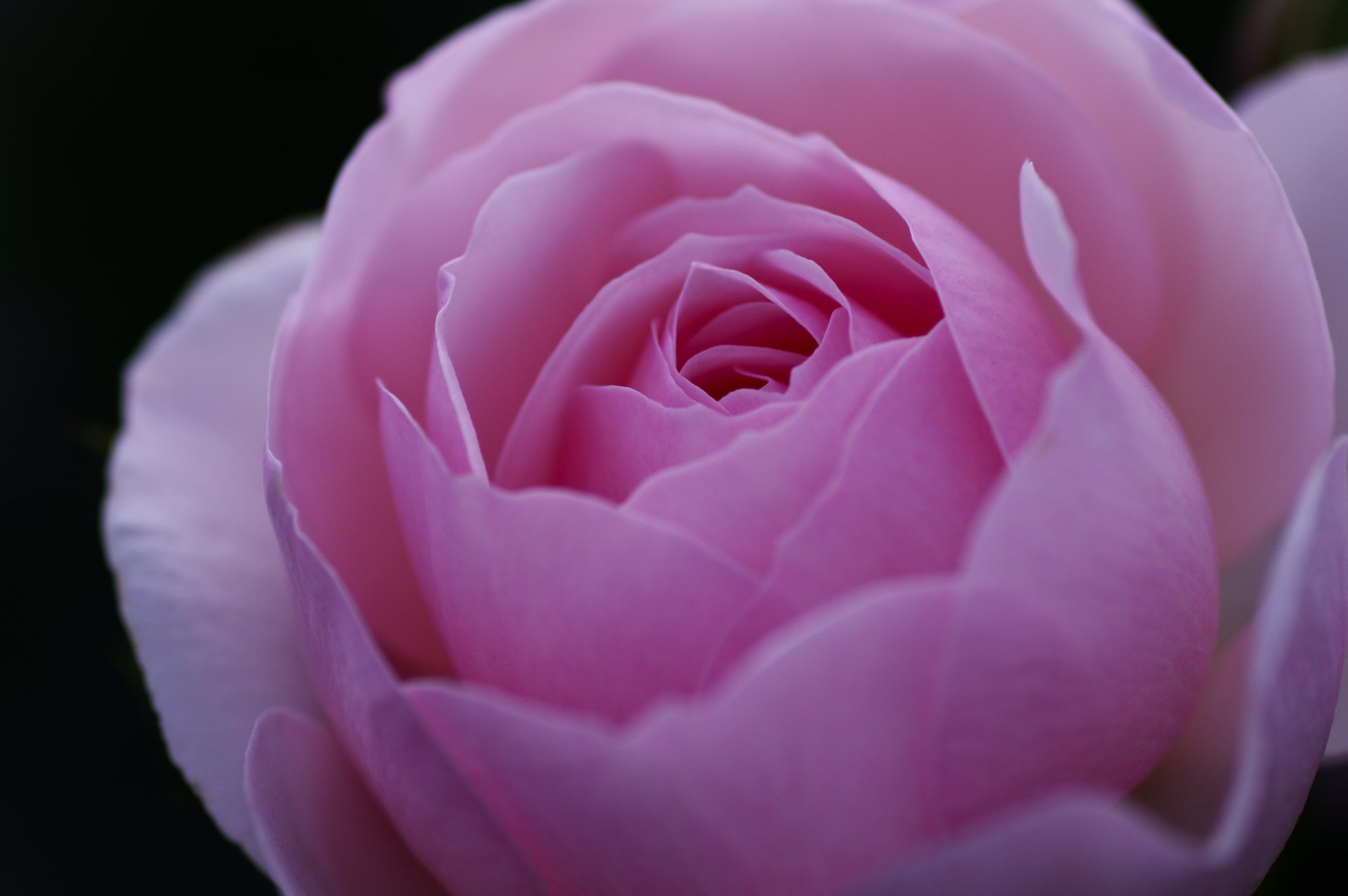 rosa fiore bocciolo rosa petali macro