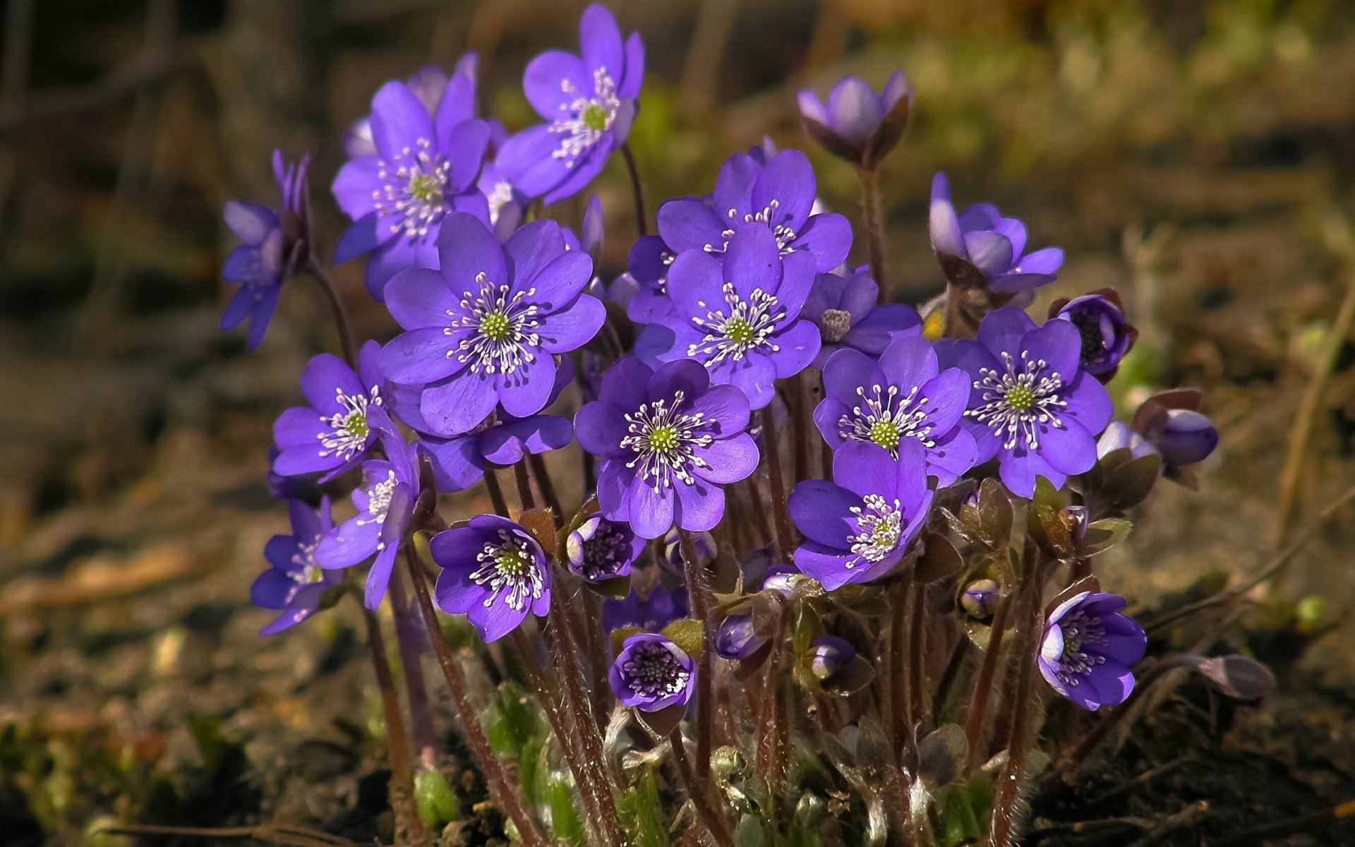 fiołki kwiaty wiosna natura