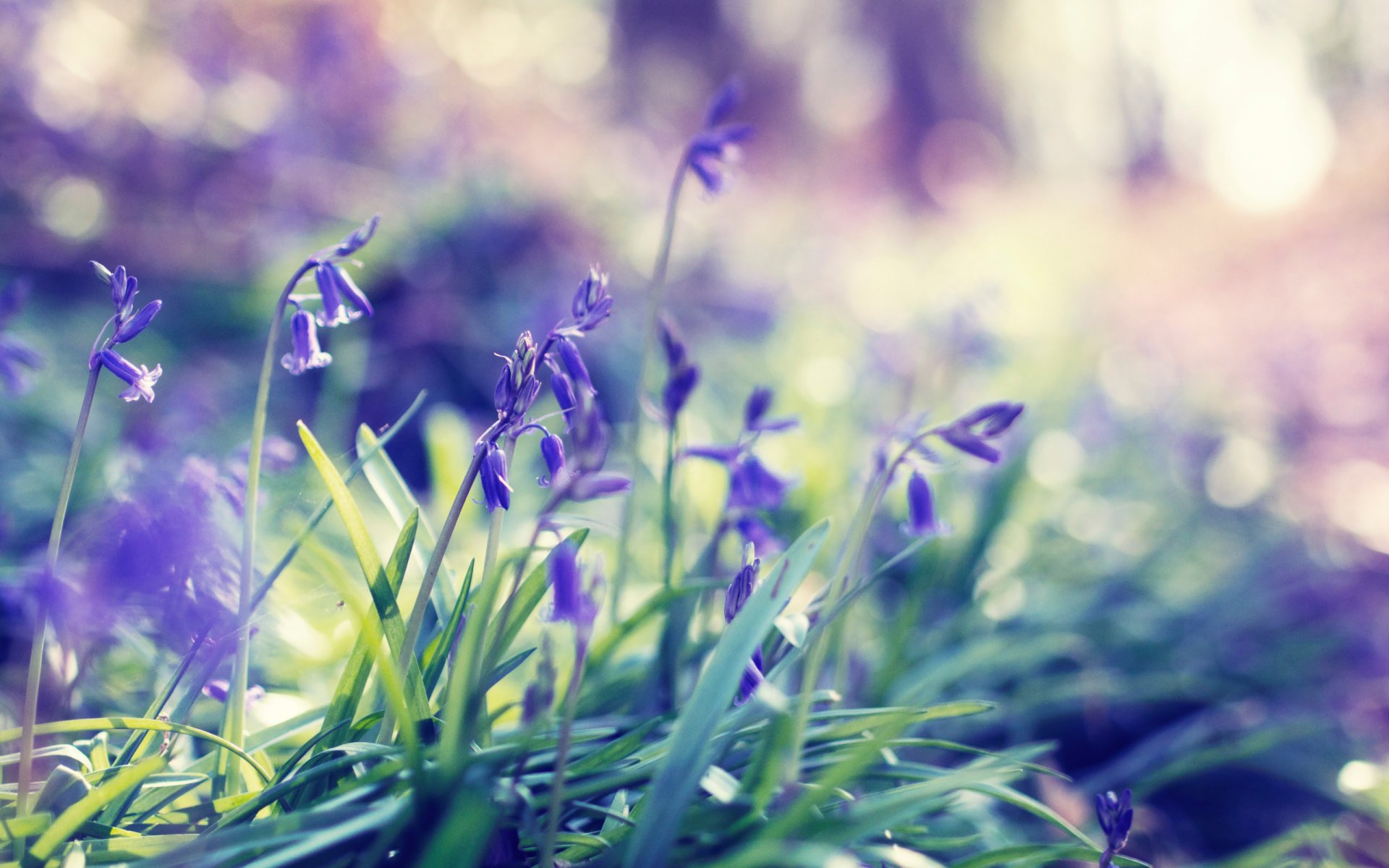 pring spring grass flower