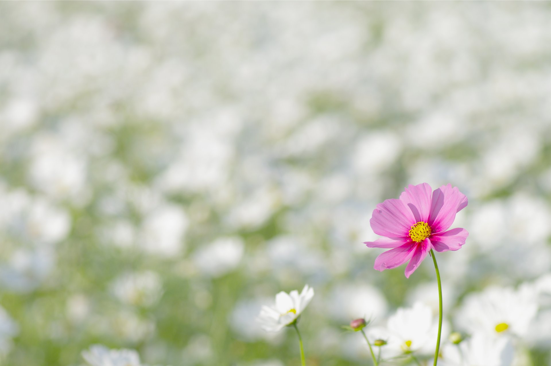 flor cosmea pétalos rosa blanco flores desenfoque campo claro primavera naturaleza macro