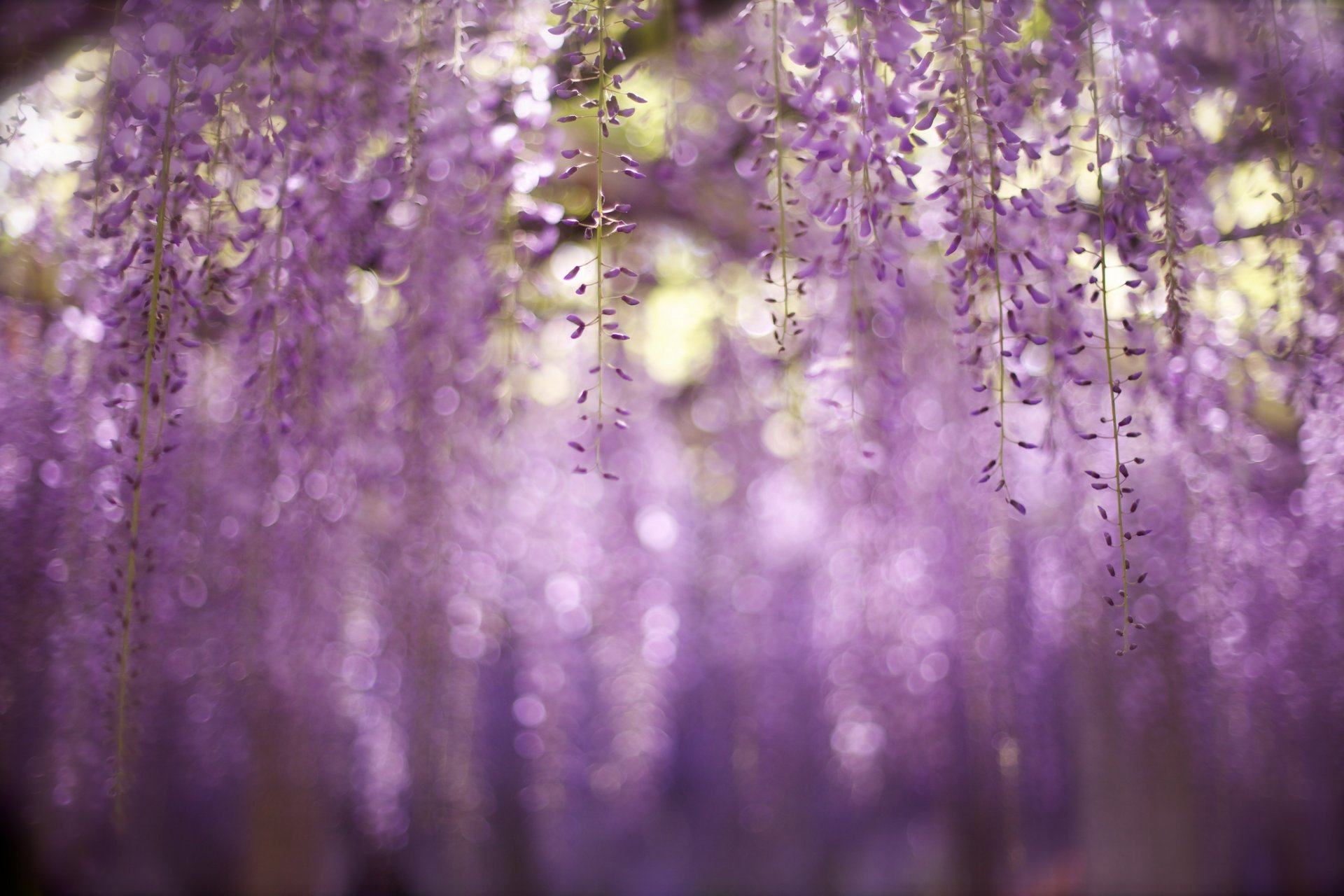 fleurs bokeh gros plan nature