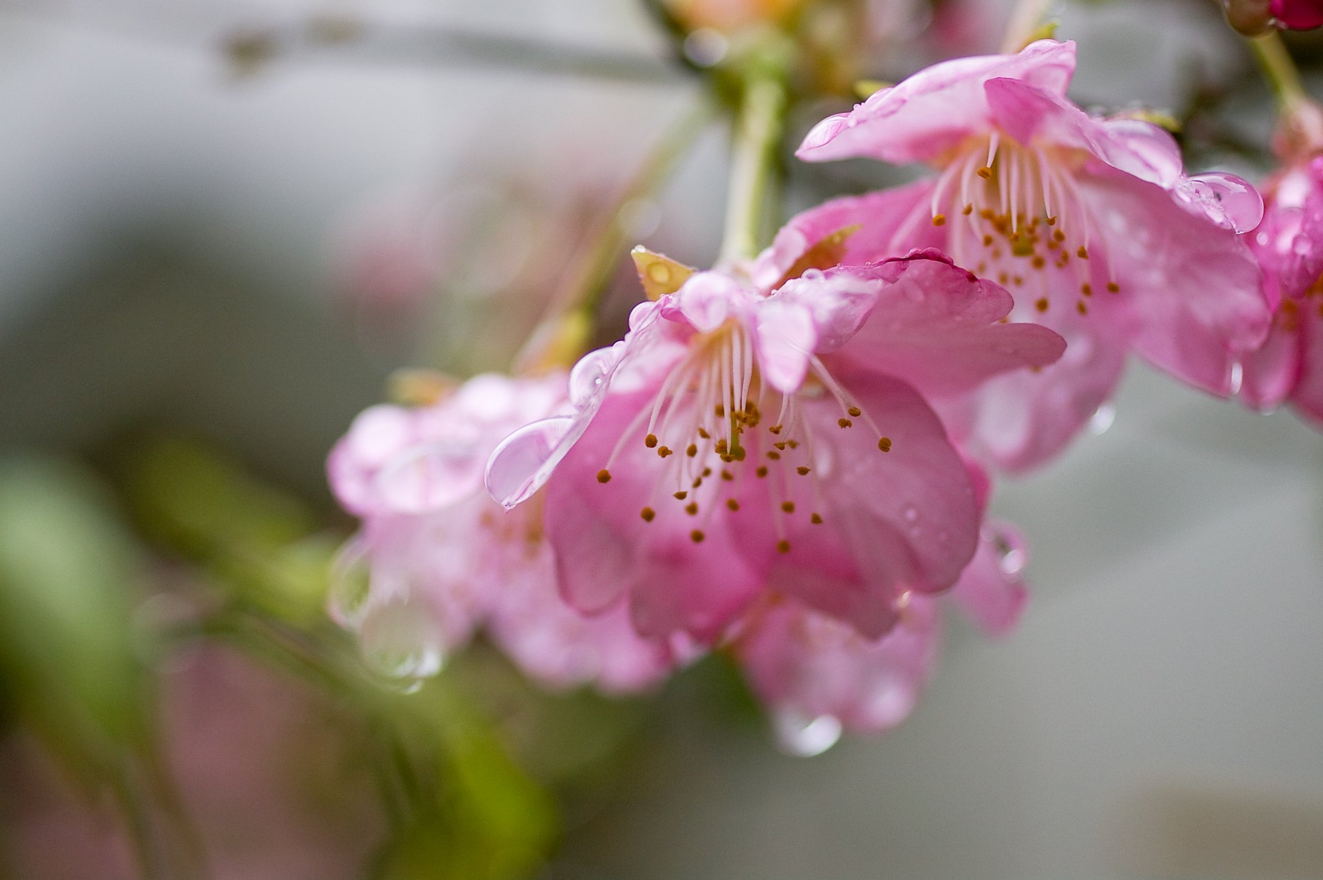 flores rosa sakura cereza pétalos rama gotas agua ternura frescura floración primavera