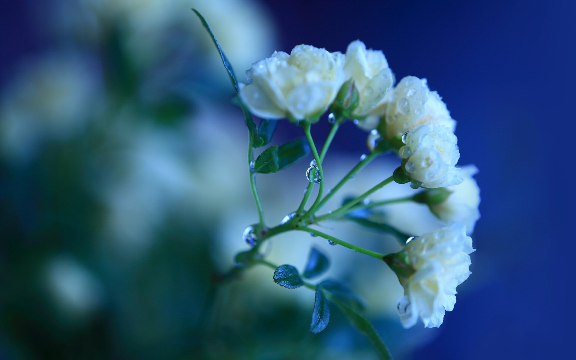 rosas blanco flores pétalos hojas verdes rama tallo gotas rocío agua color azul macro