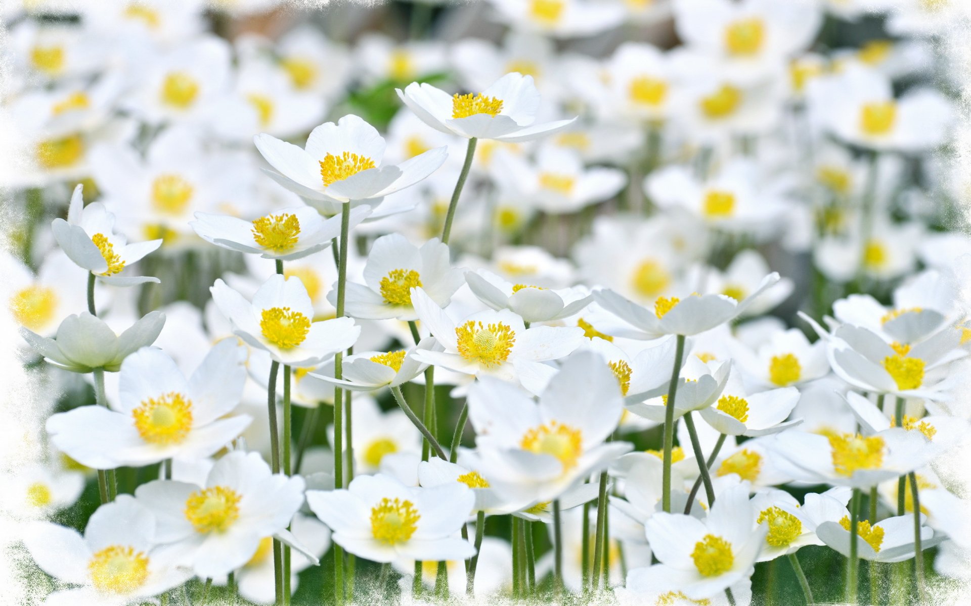 fleurs été fond style