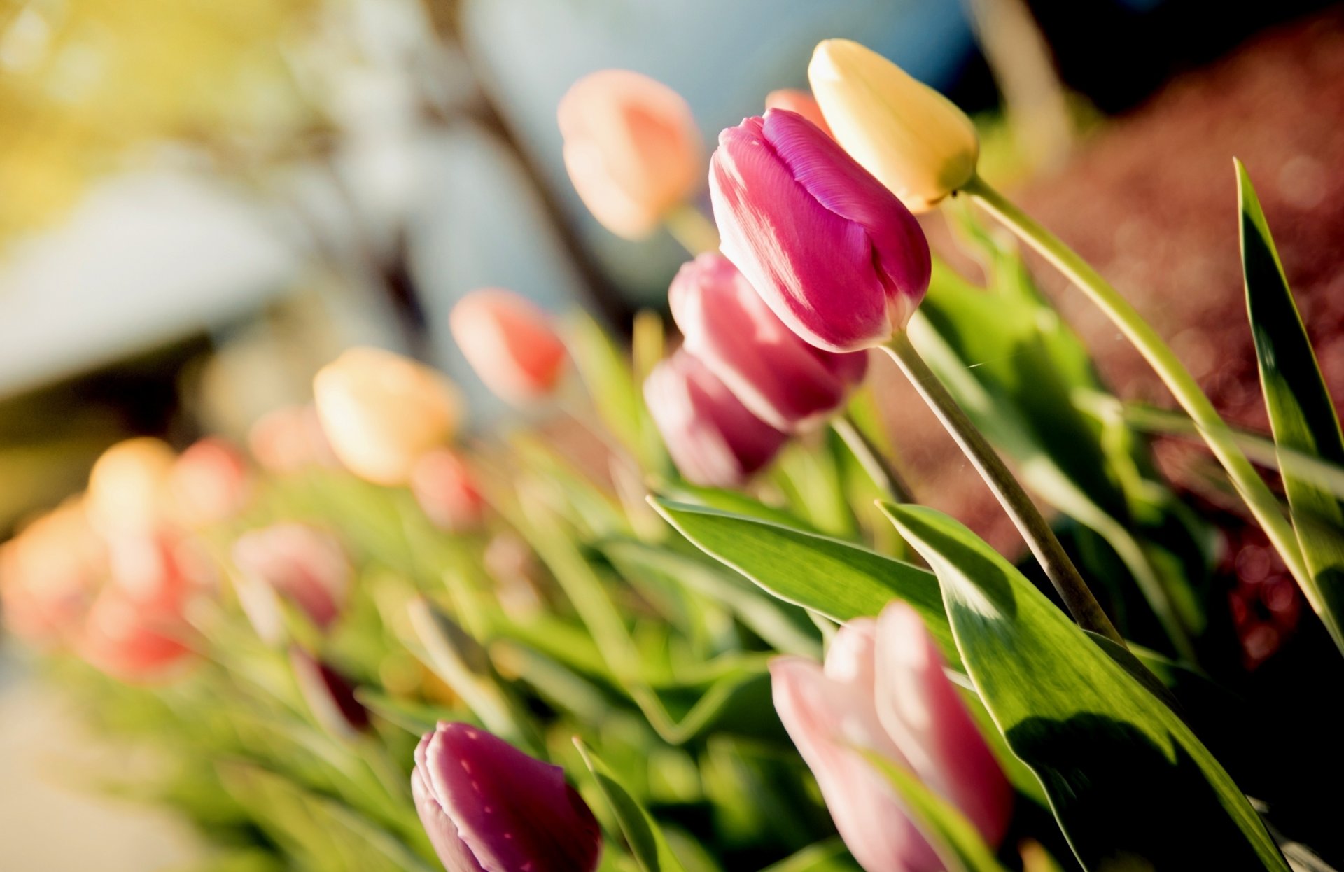 fleurs tulipes gros plan