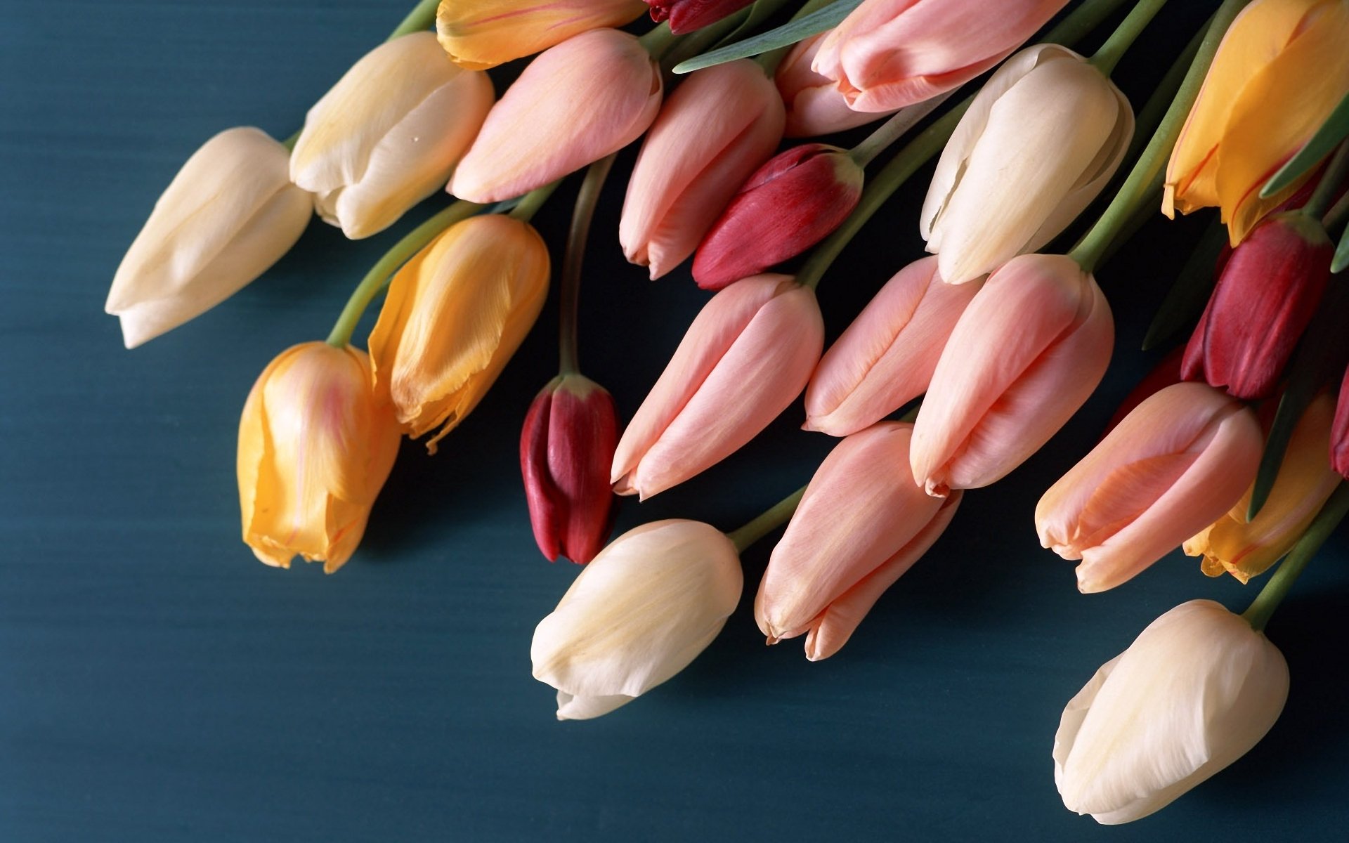 flower tulips bouquet buds colored surface