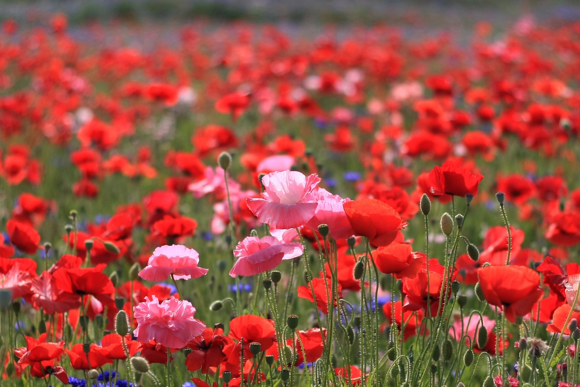 papaveri fiori campo rosso scarlatto rosa luminoso petali steli radura campo estate sole luce calore natura