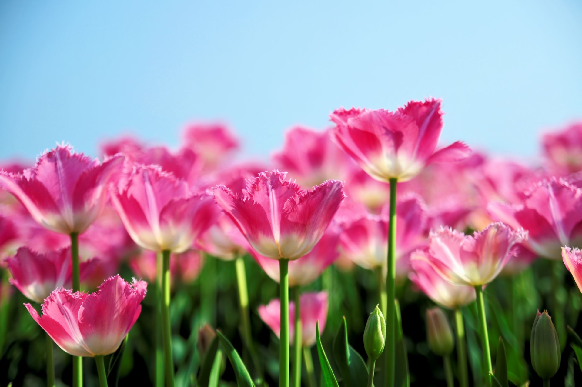 tulipes rose printemps