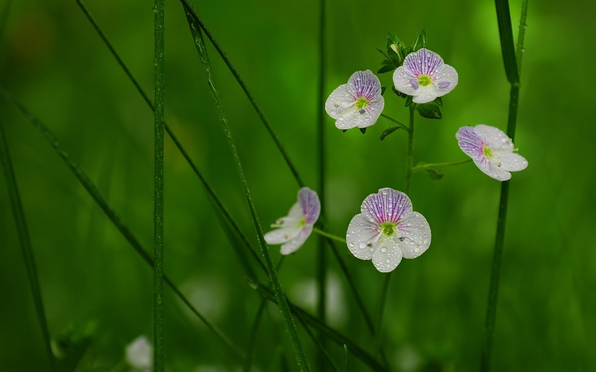 fond tige herbe pétales rosée gouttes gros plan