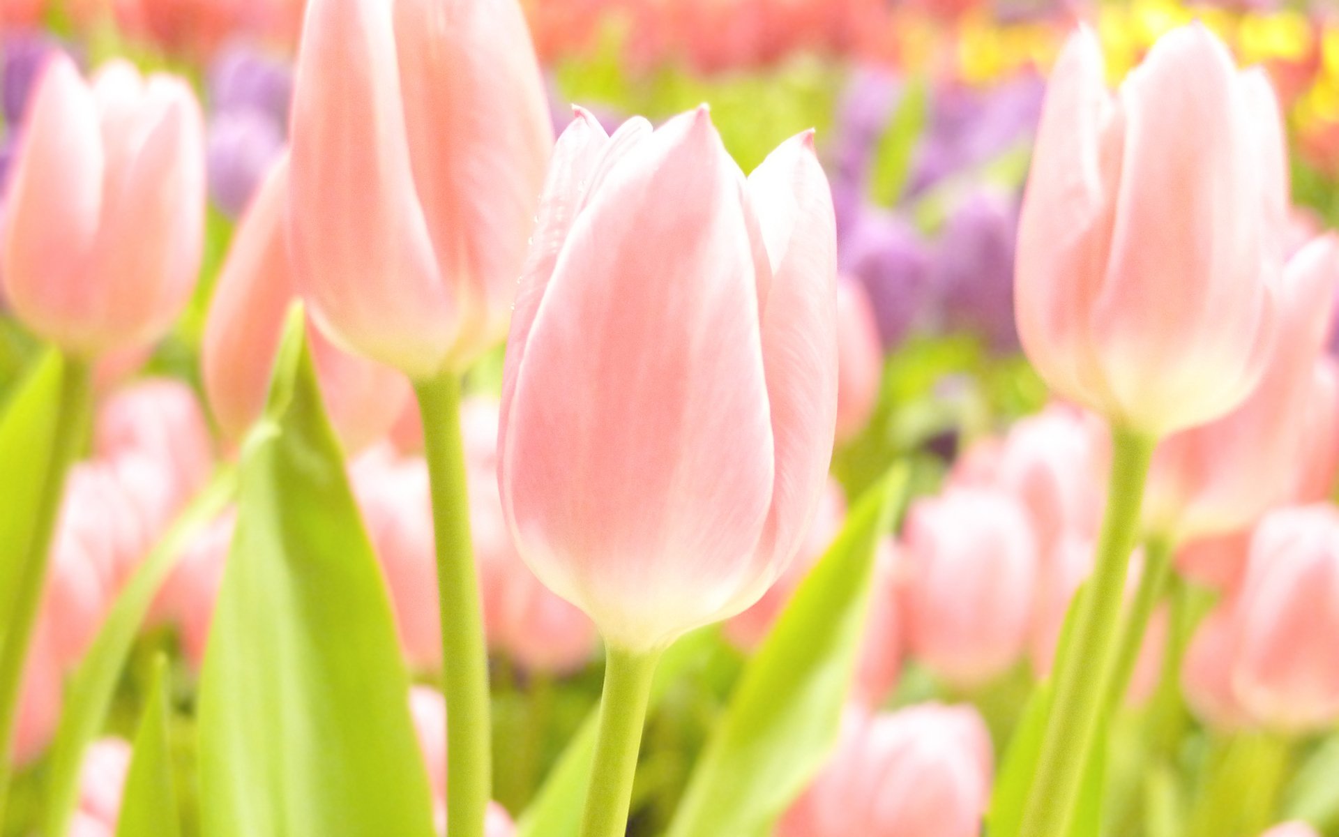 flores verano primavera fondo de pantalla de verano fondo de pantalla de primavera tulipanes enfoque bokeh rosa amarillo blanco delicado delicado tulipanes fondos de pantalla bokeh fotos fondos de pantalla fondos de pantalla los mejores fondos de pantalla fondos de pantalla fondos de pantalla de forma ancha