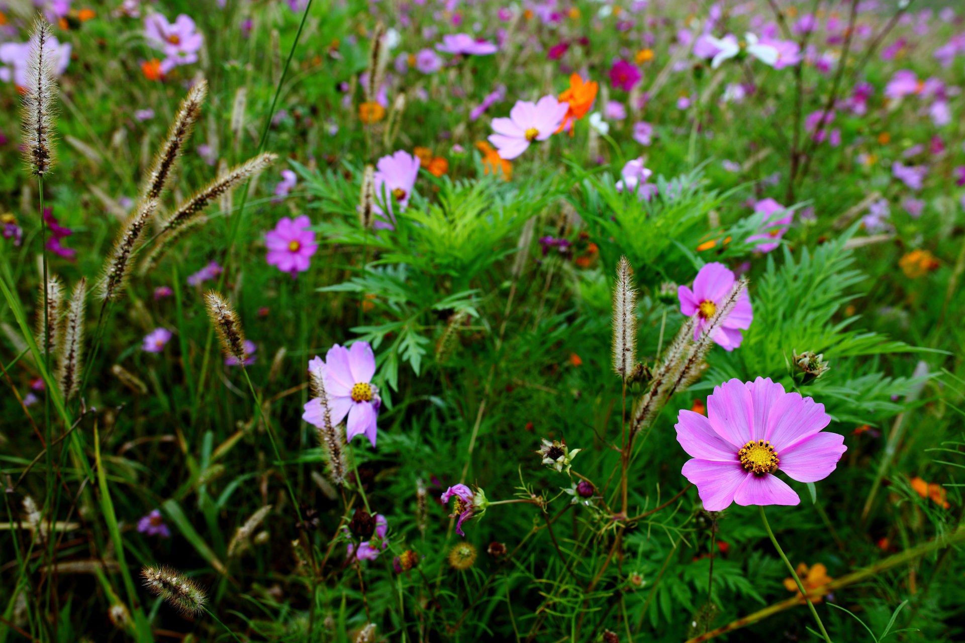 cosmea flores campo espiguillas hierba macro desenfoque