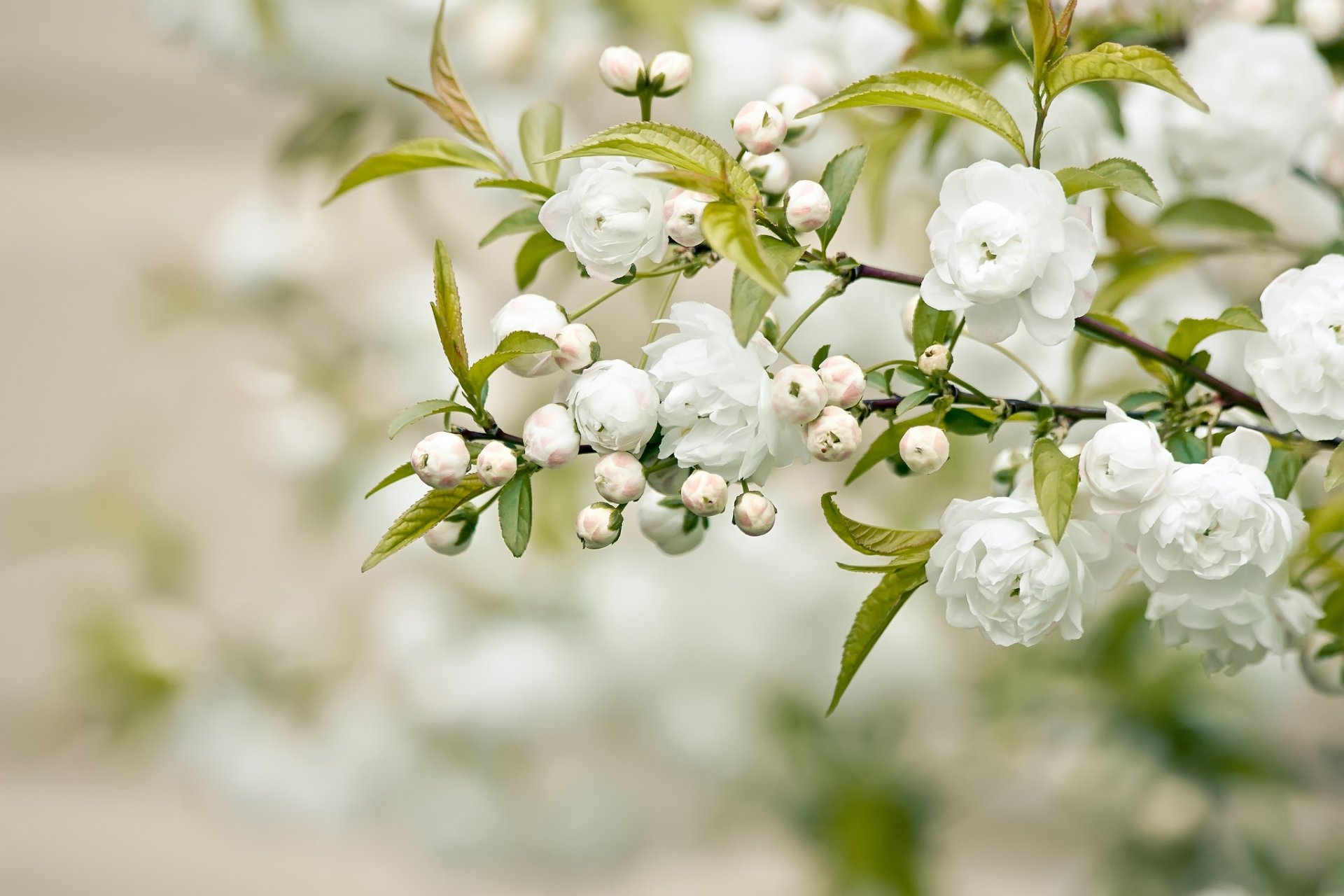 rama flores blancas pétalos hojas