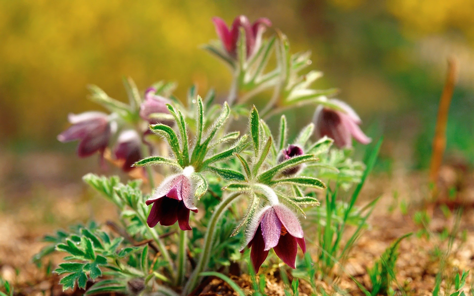 flores primavera campanillas de invierno hierba de sueño púrpura tierra