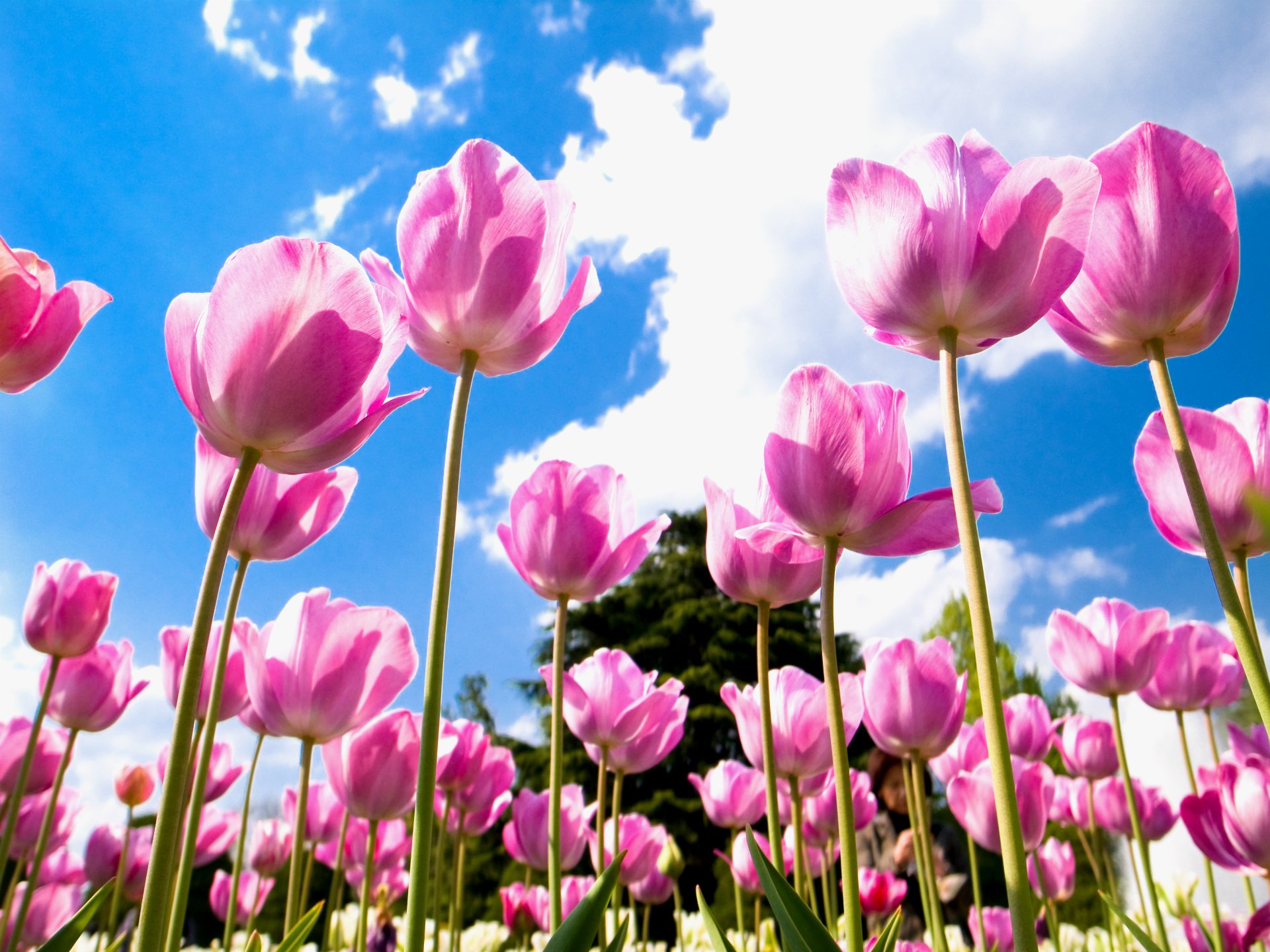 tulips pink petals the field blue sky cloud