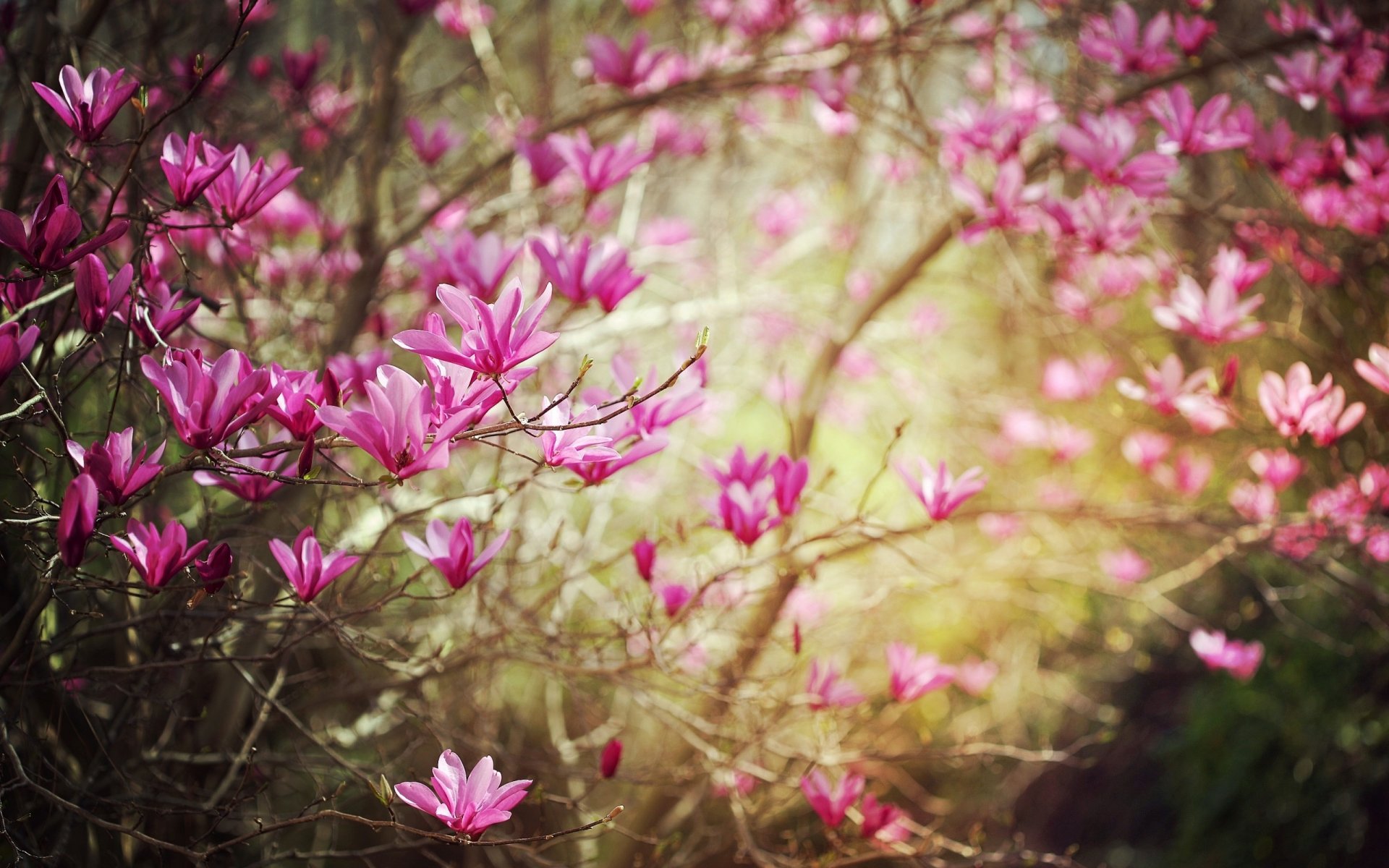 magnolia flowers flower flowering branches branches spring nature