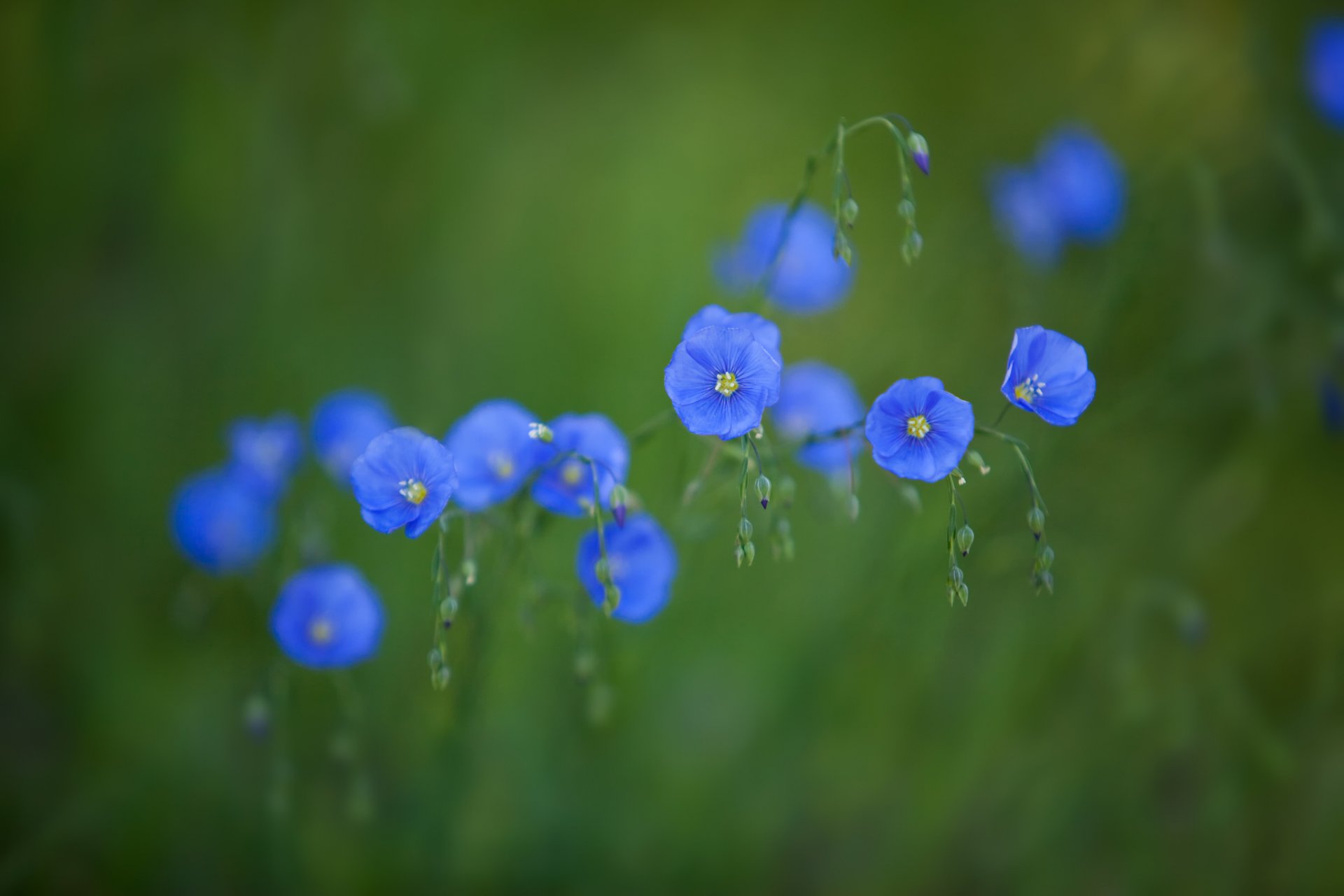 flores azul fondo verde