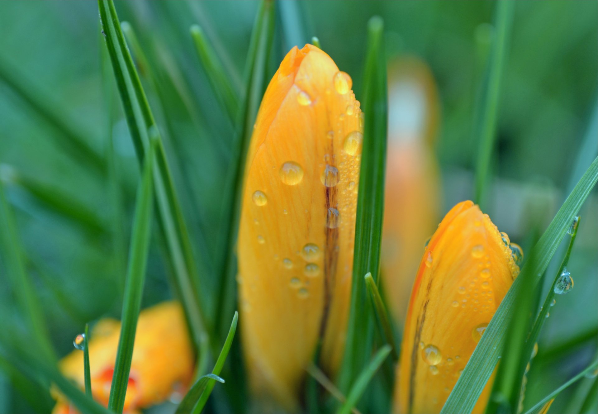 crocus yellow buds green grass droplets after the rain spring close up blur