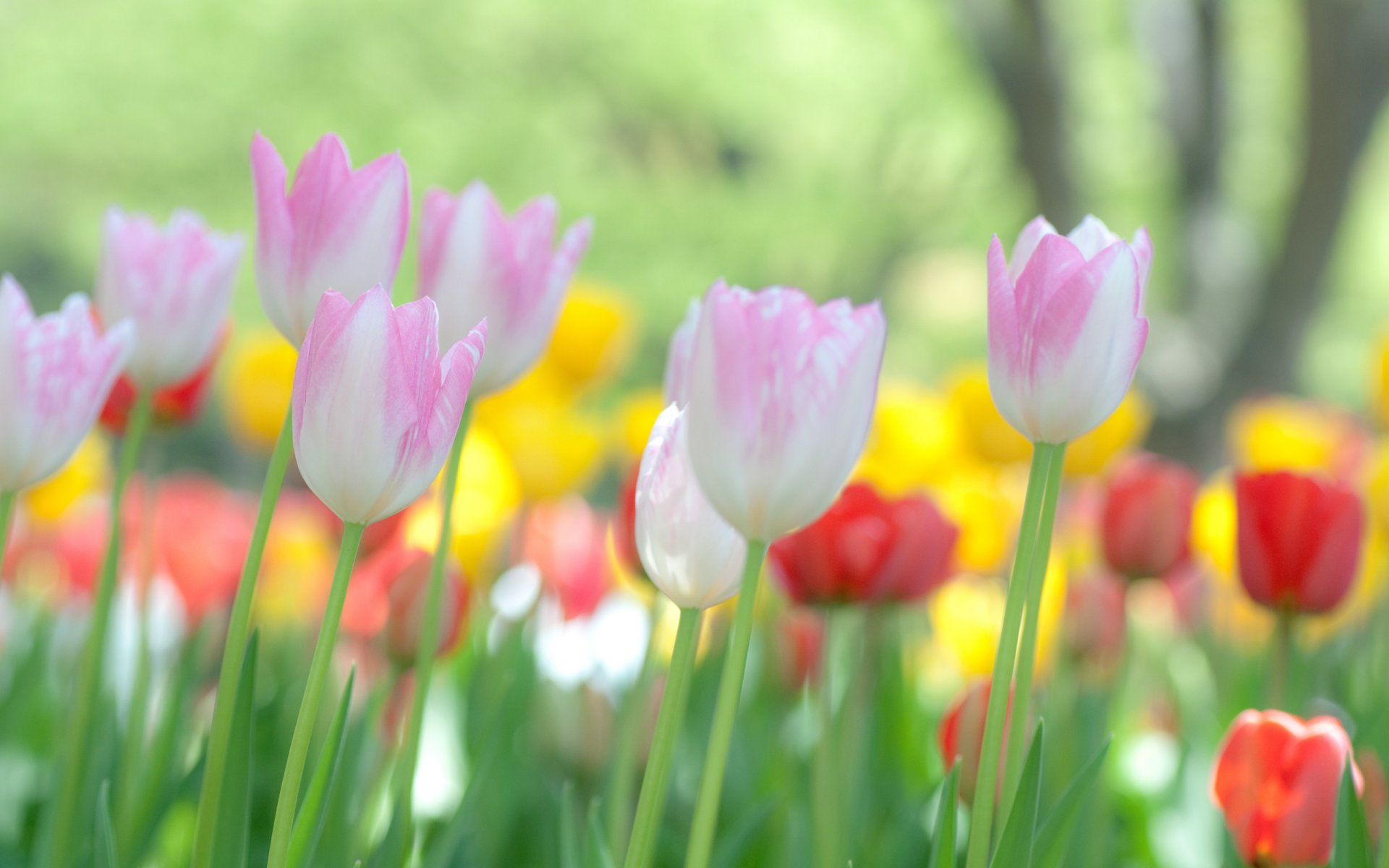 tulpen blumen fokus makroblumen natur makrofoto tapeten blumen tulpen bokeh hintergrundbilder hintergrundbilder beste hintergrundbilder bildschirmschoner widescreen wallpaper widescreen wallpaper widescreen wallpaper download wallpaper download wallpaper download wallpaper download wallpaper download wallpaper download wallpaper download wallpaper download wallpaper download wallpaper download wallpaper download wallpaper download wallpaper download wallpaper download wallpaper download wallpaper download wallpaper download wallpaper download wallpaper download wallpaper download wallpaper download wallpaper download wallpaper download wallpaper download wallpaper download wallpaper download wallpaper download wallpaper download wallpaper download wallpaper download wallpaper 